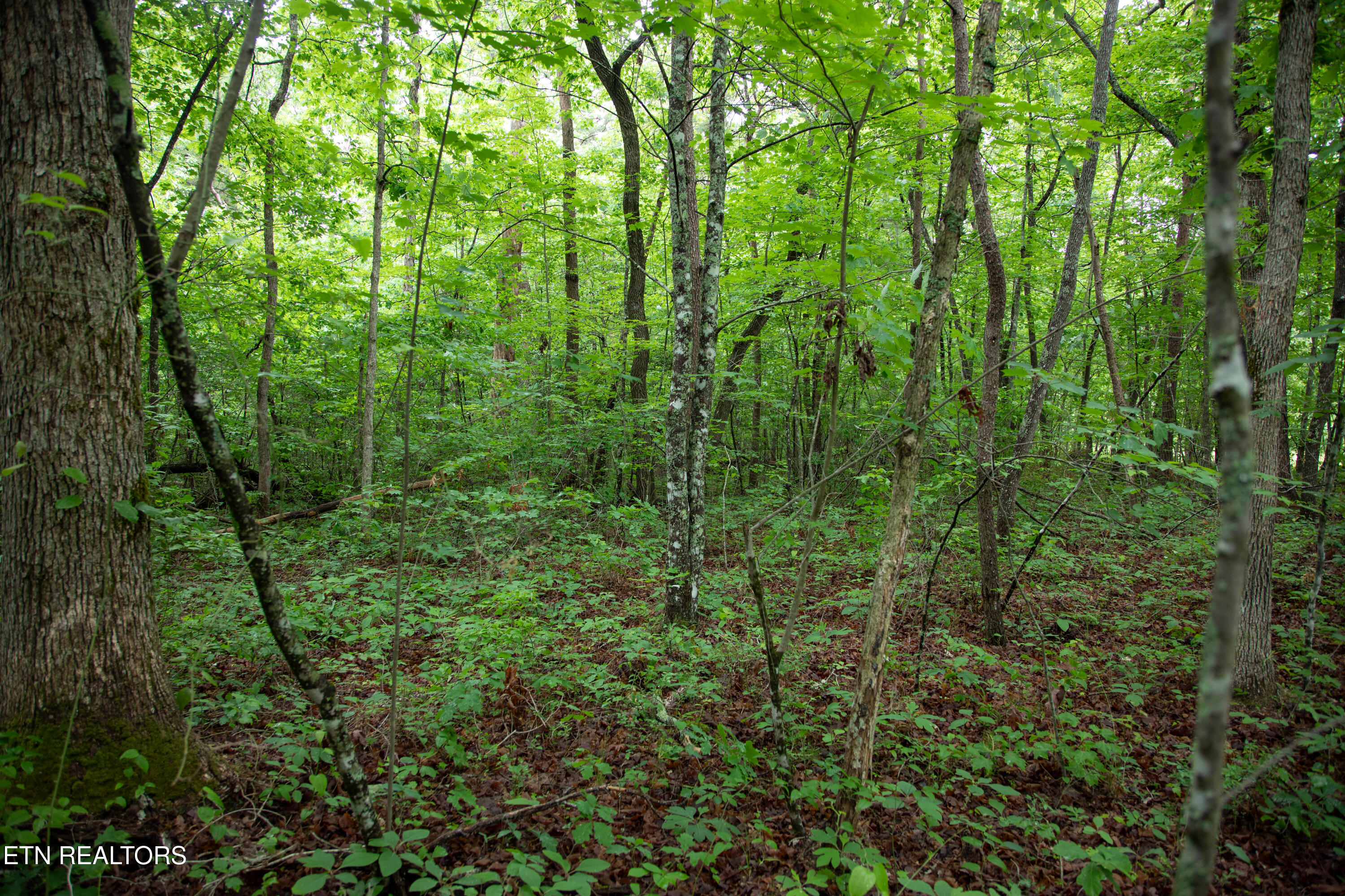 0 Lot 6 Cumberland Lakes Drive Monterey TN 38574