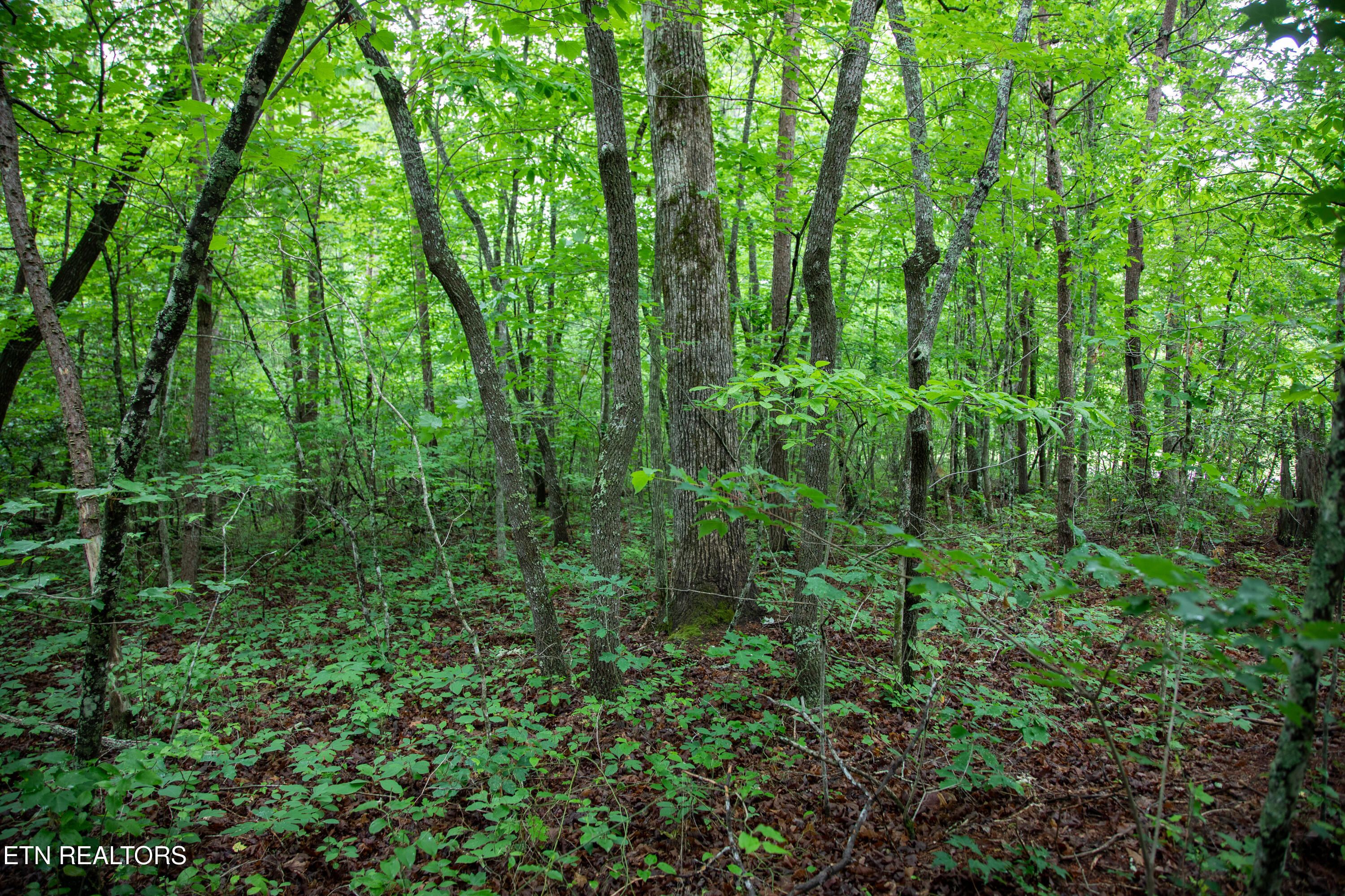 0 Lot 6 Cumberland Lakes Drive Monterey TN 38574