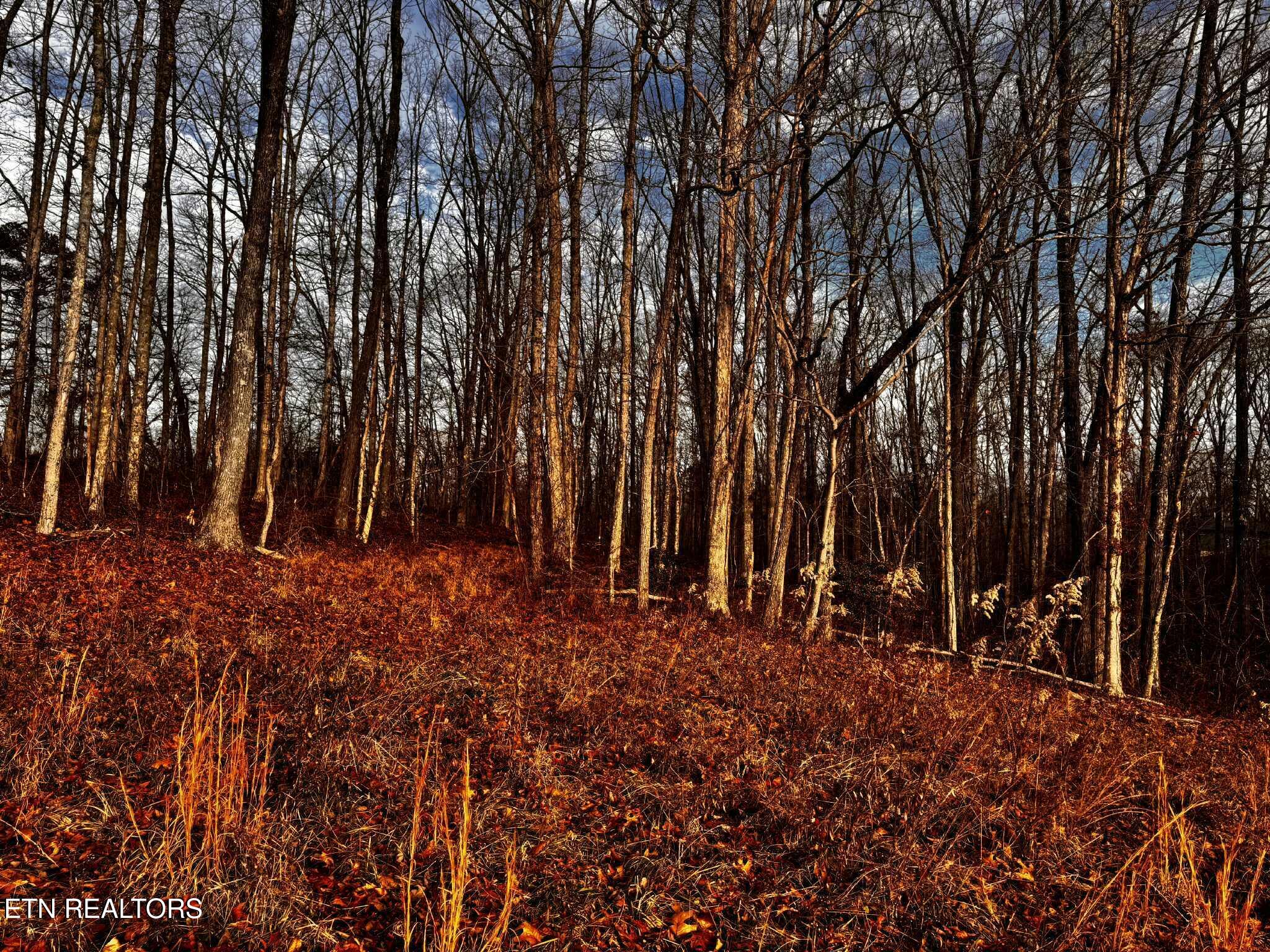 Smith Mountain Road Rockwood TN 37854