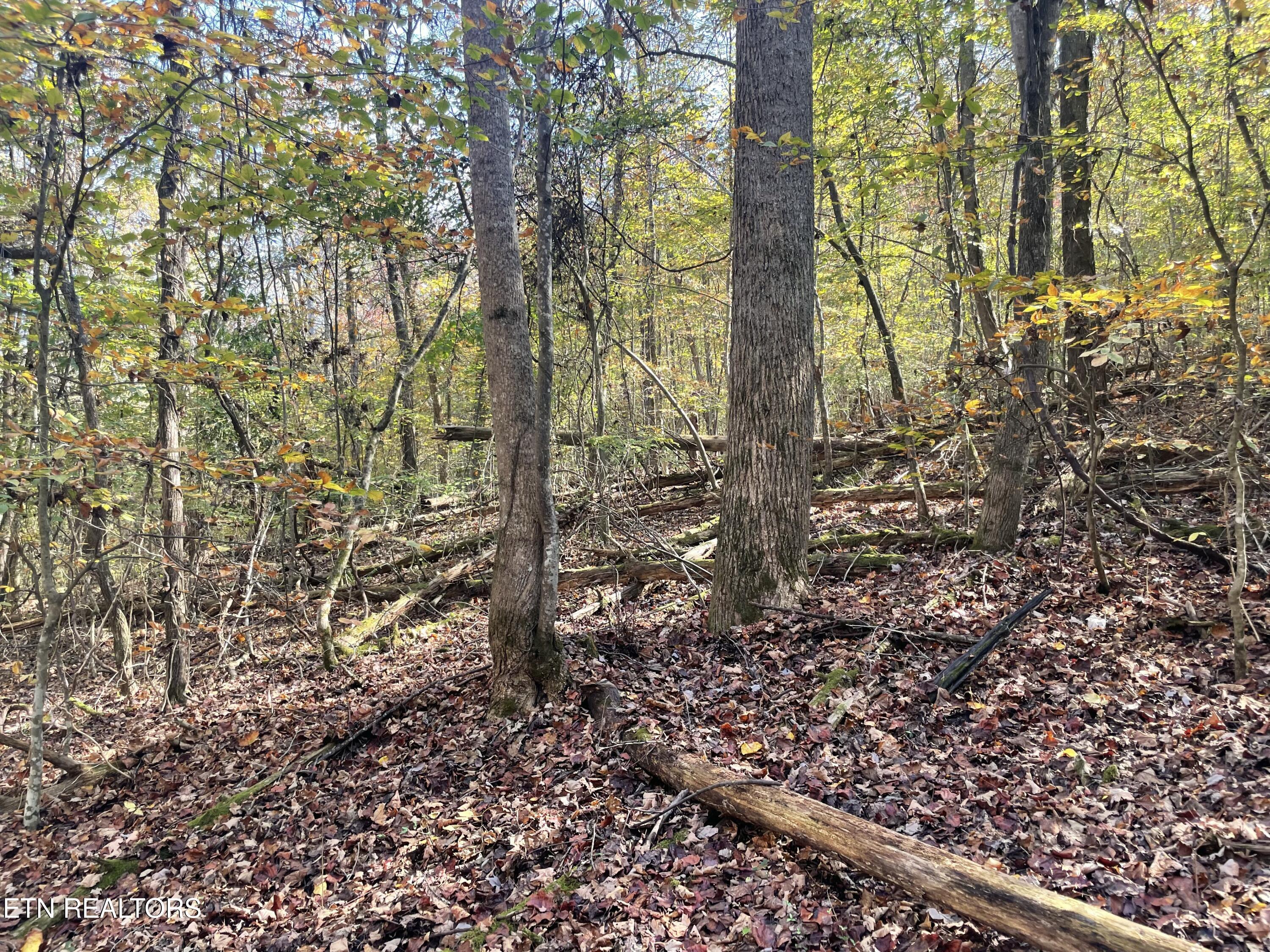 Creek Road Powell TN 37849