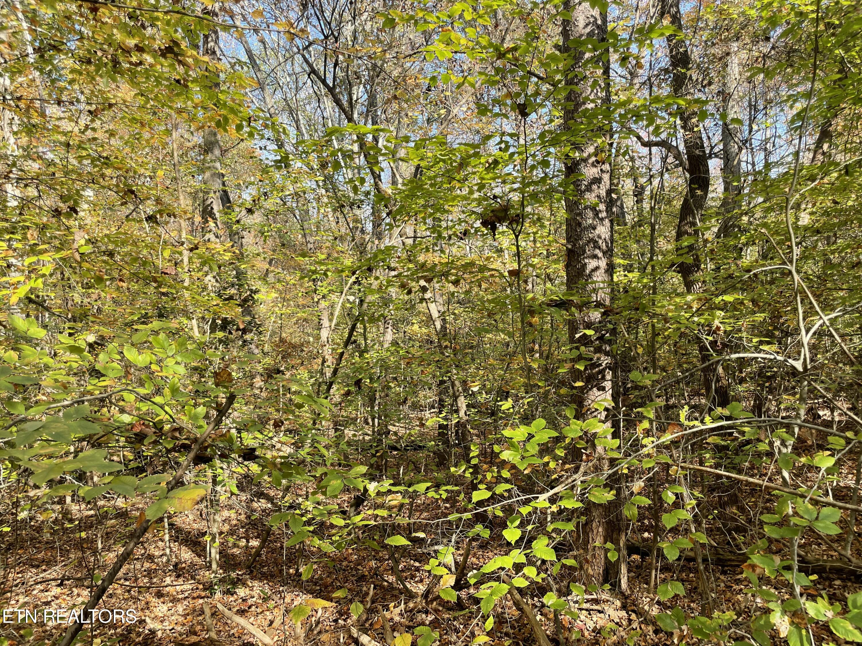 Creek Road Powell TN 37849