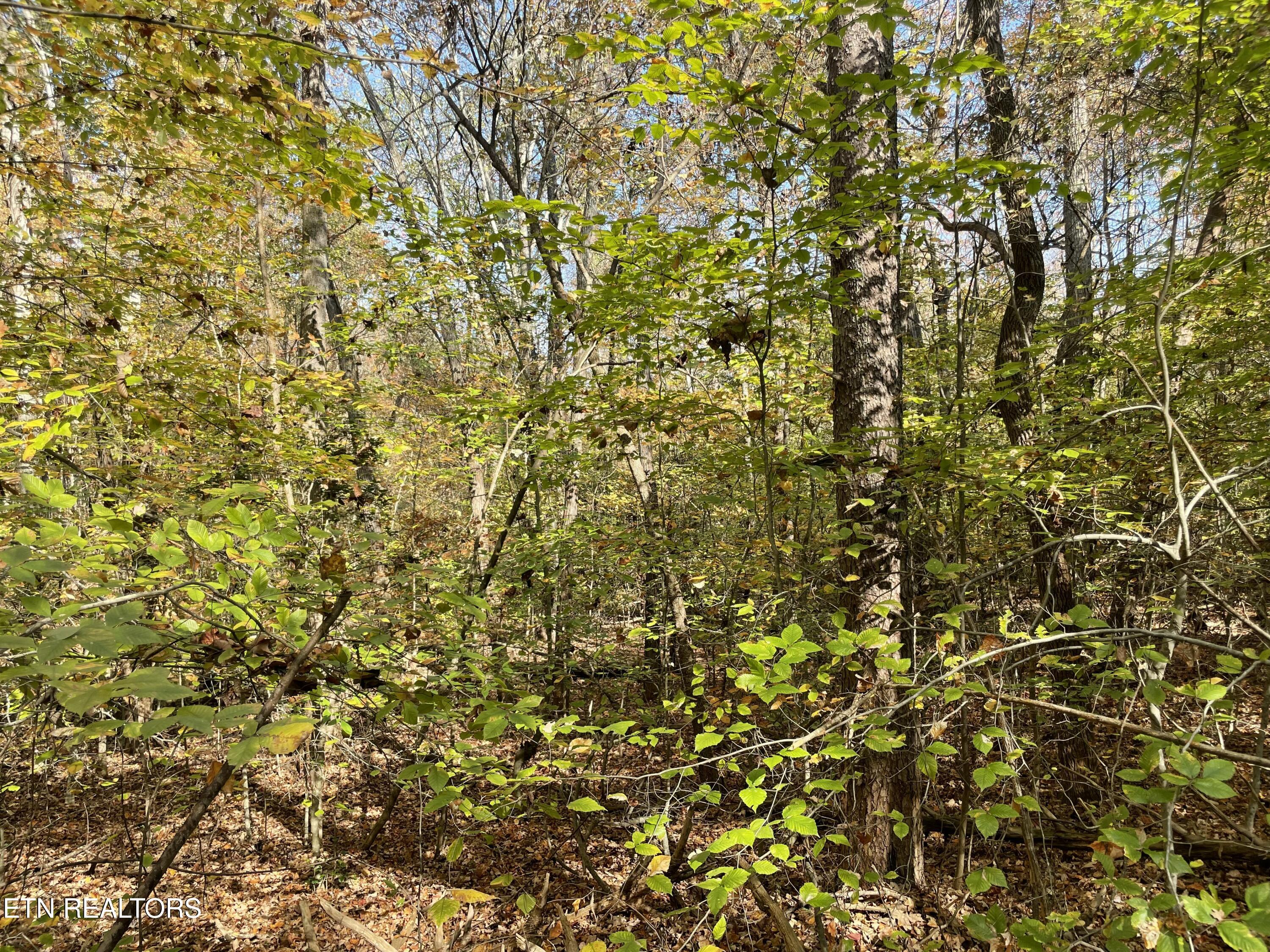 Creek Road Powell TN 37849