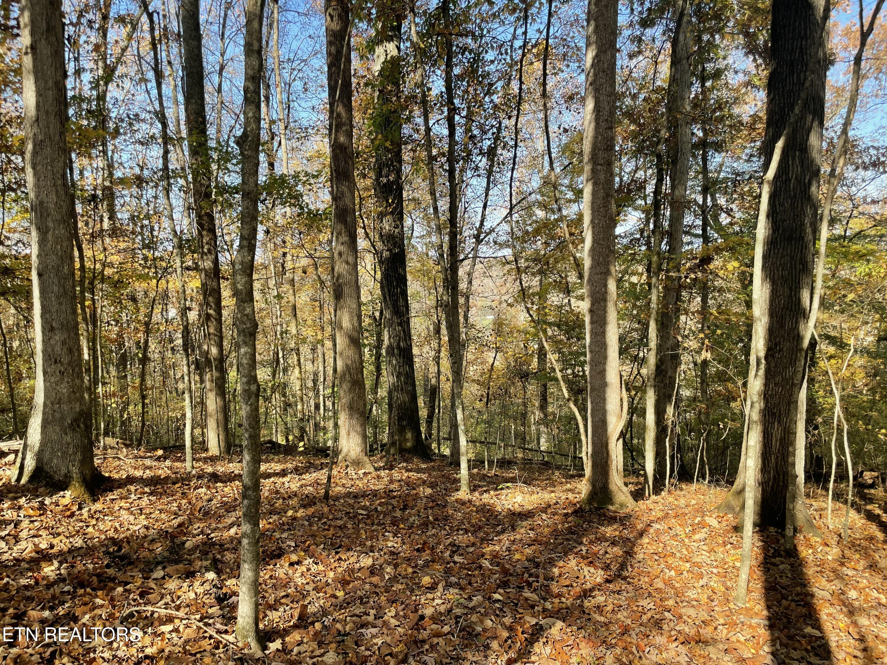 Creek Road Powell TN 37849