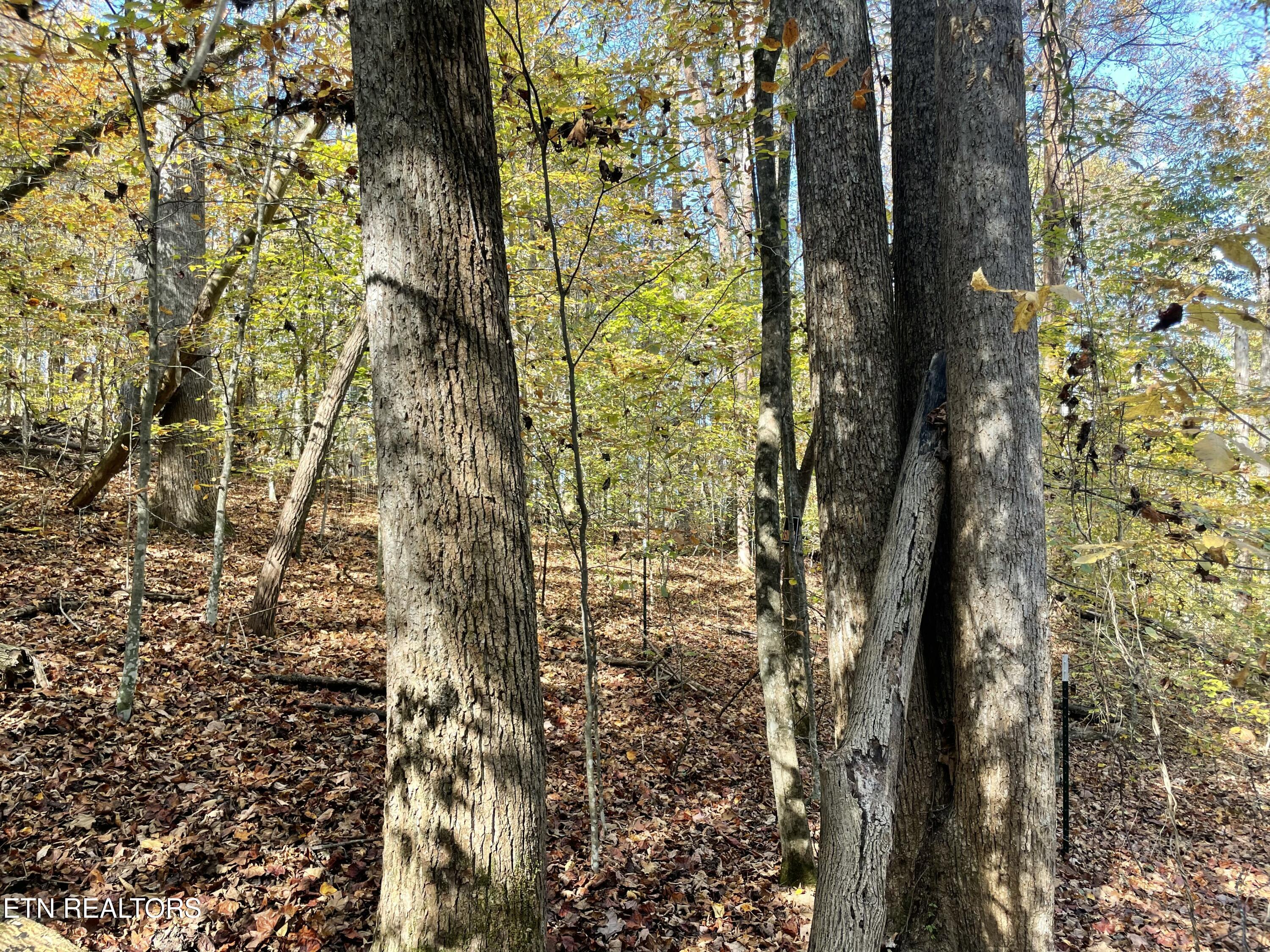 Creek Road Powell TN 37849