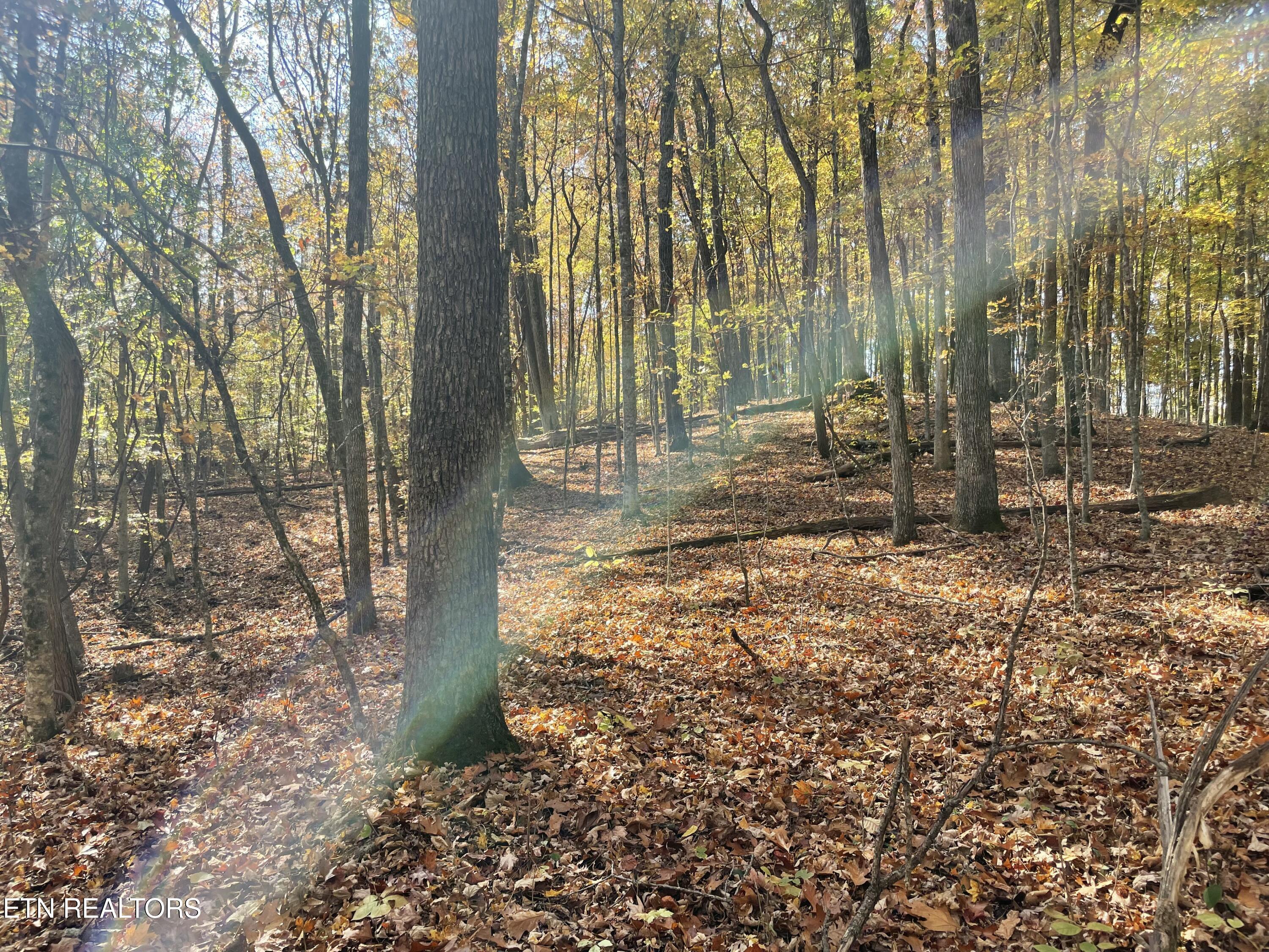 Creek Road Powell TN 37849