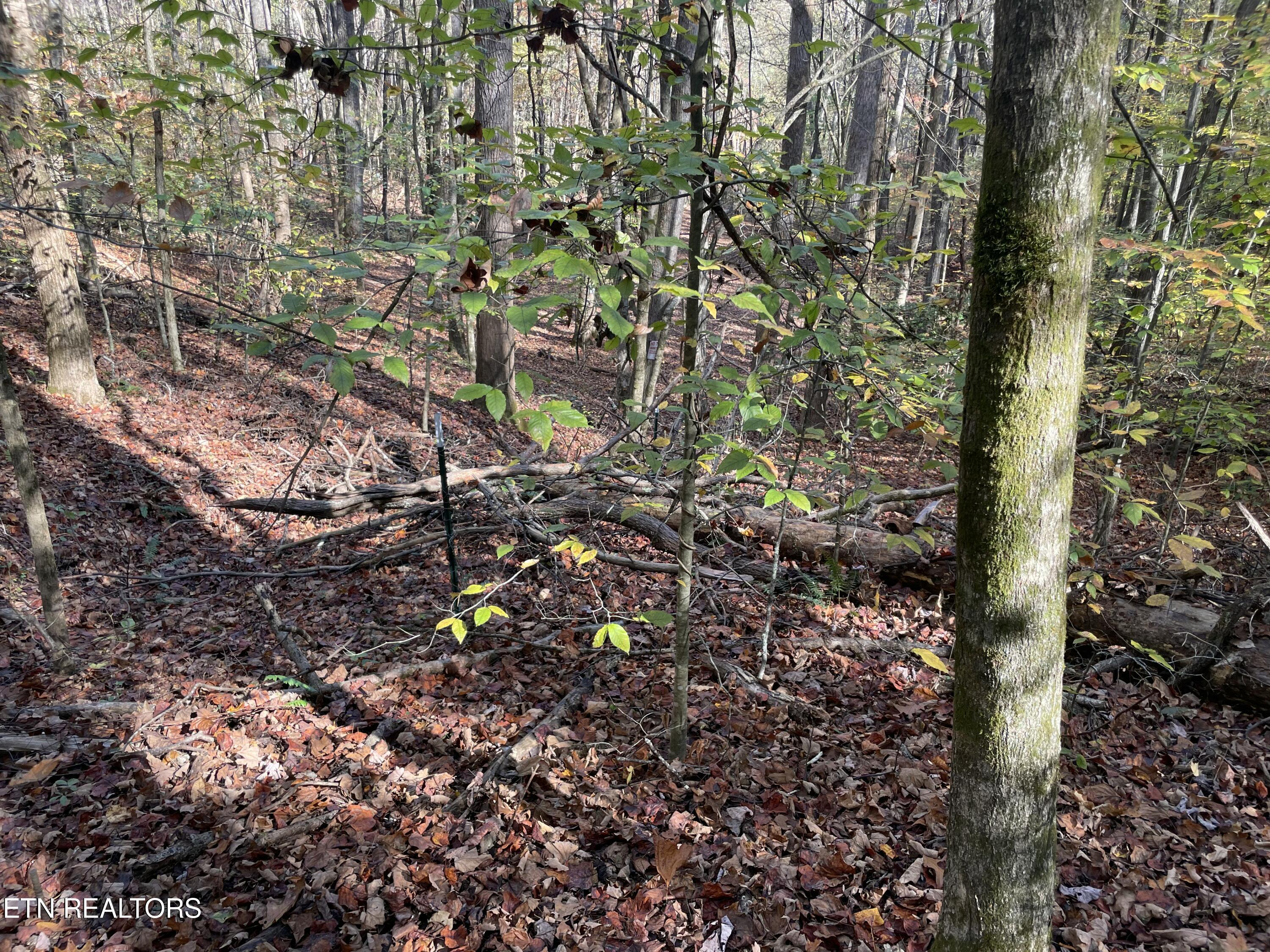 Creek Road Powell TN 37849