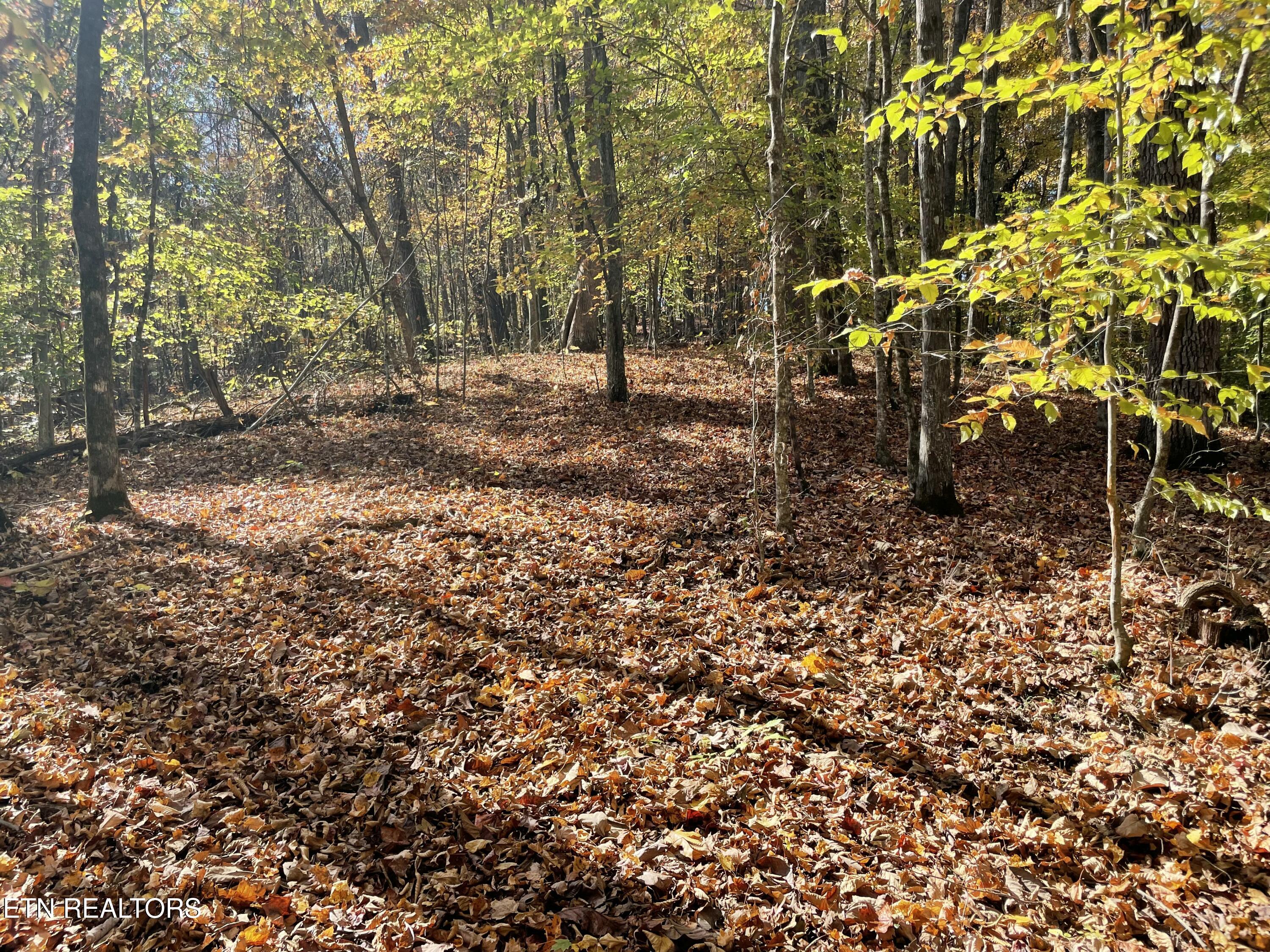 Creek Road Powell TN 37849