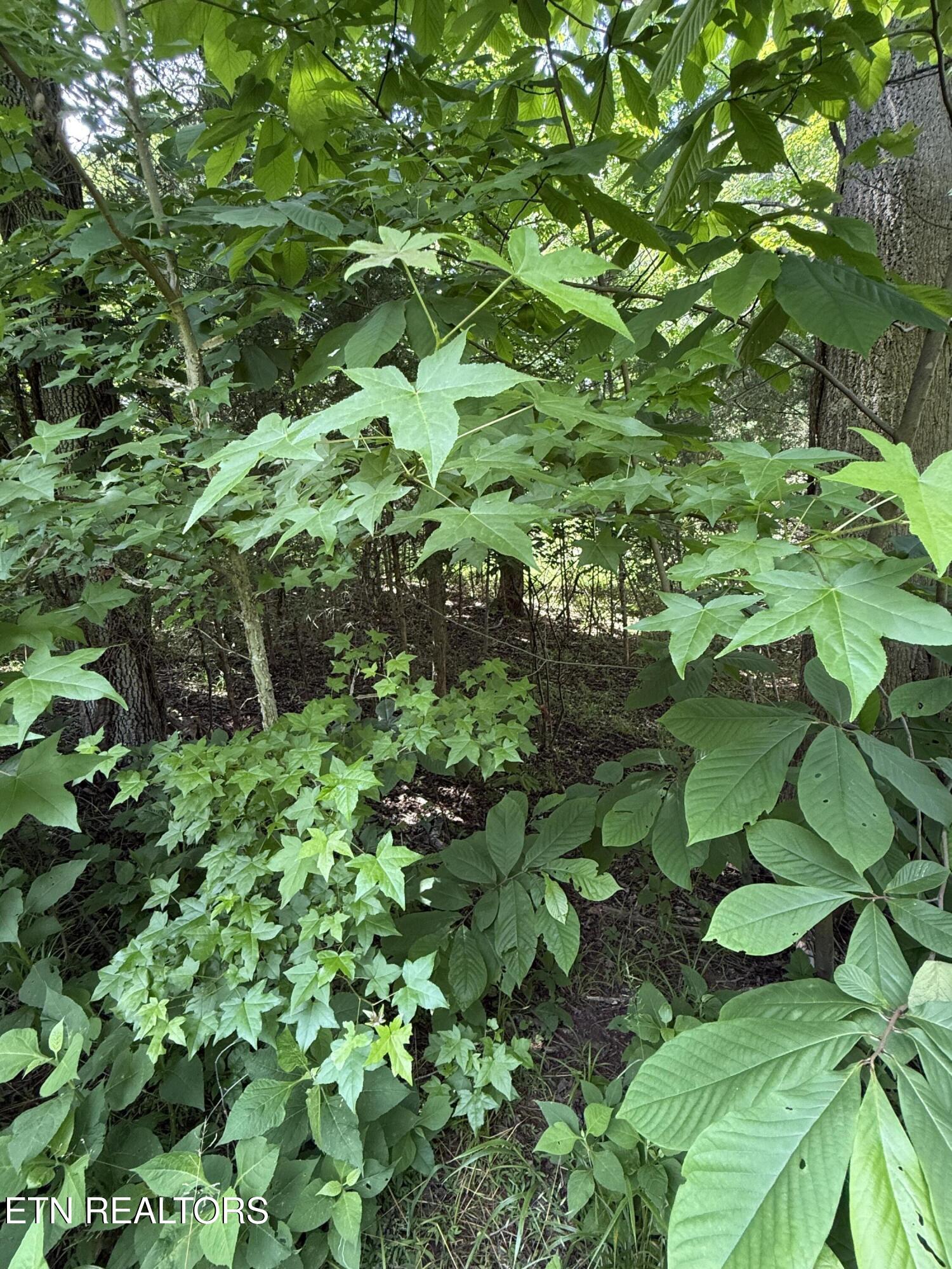 00 Walnut Bend Drive Whitesburg TN 37891