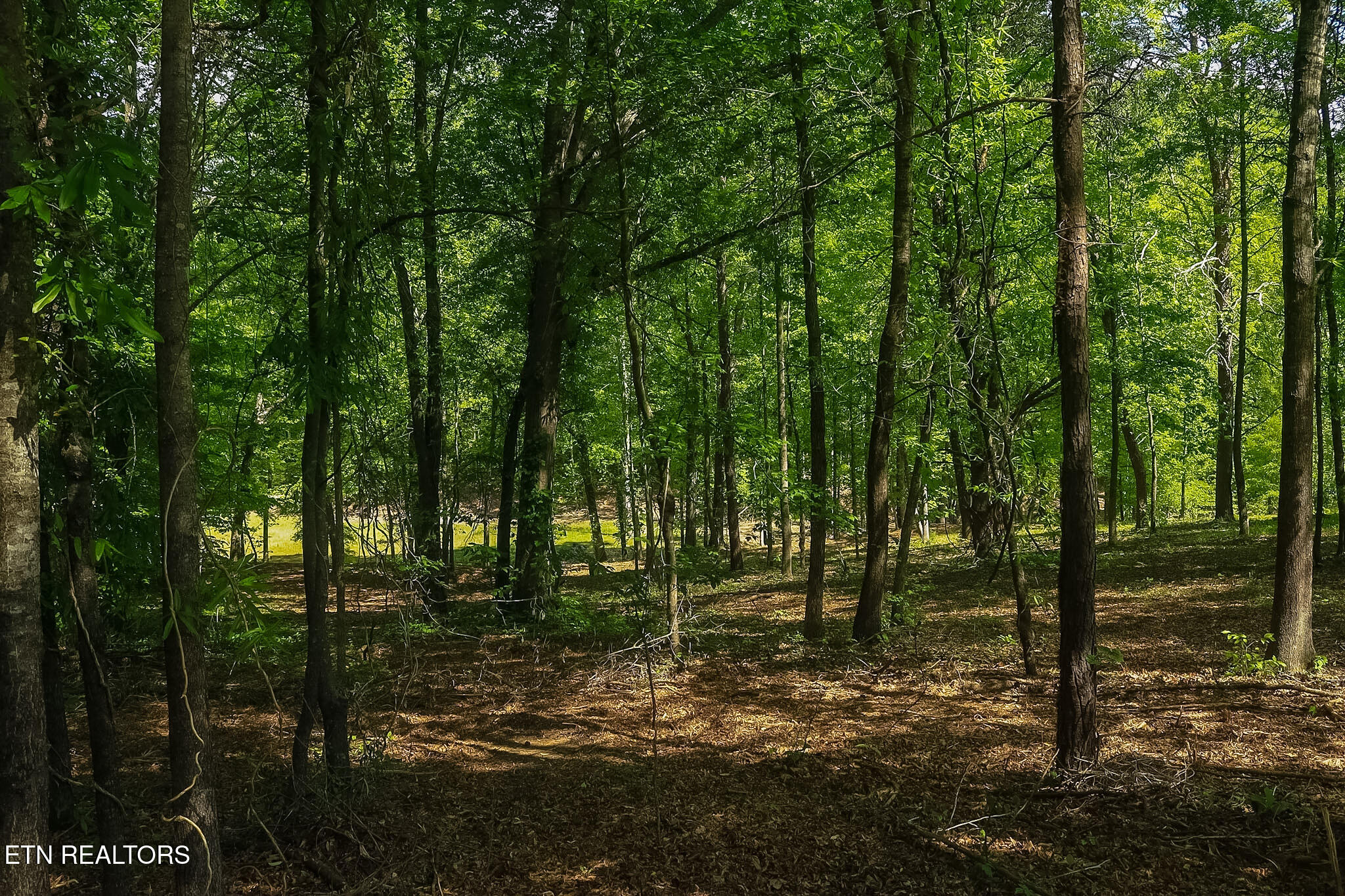 984 Deerwood Drive Dandridge TN 37725