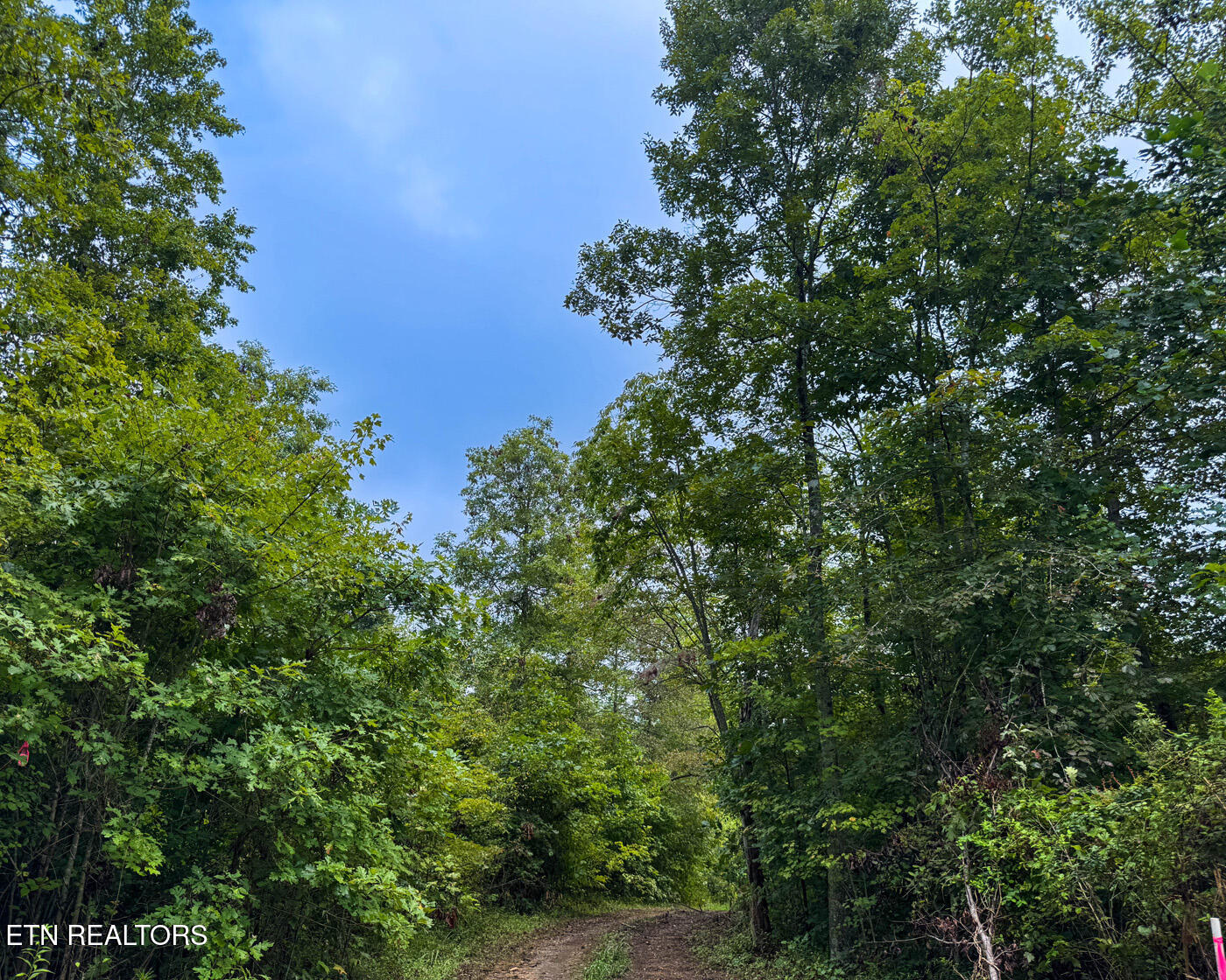 Sheep Ranch Road Robbins TN 37852