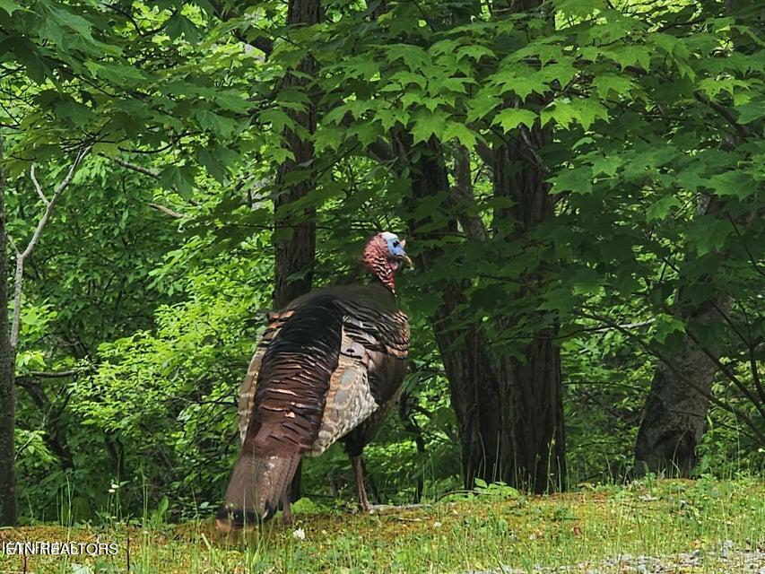 Lot 19 Laurel Top Way Sevierville TN 37863