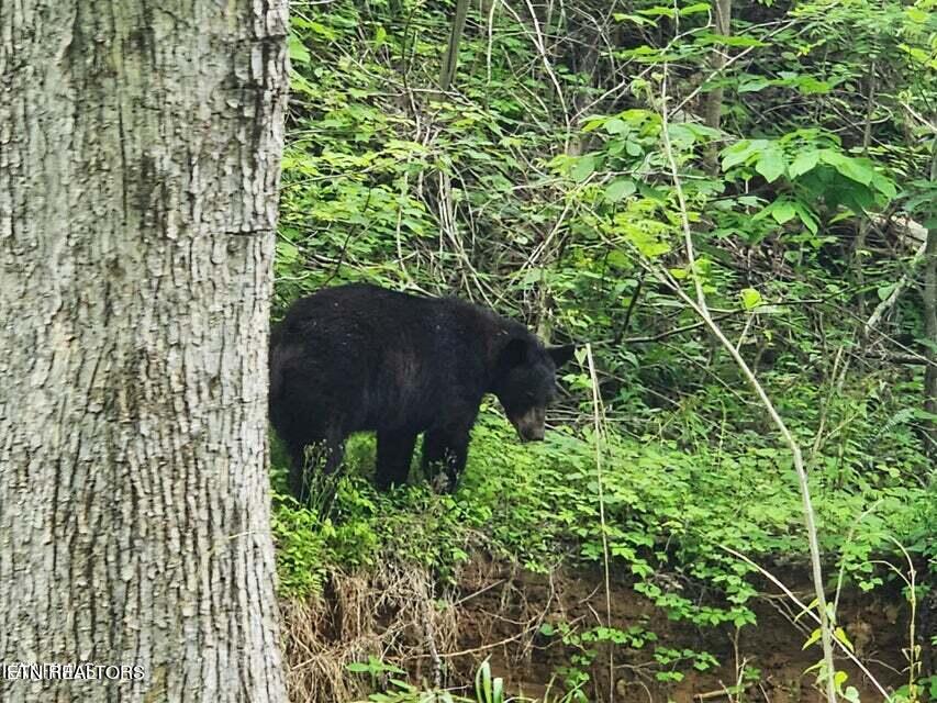 Lot 19 Laurel Top Way Sevierville TN 37863