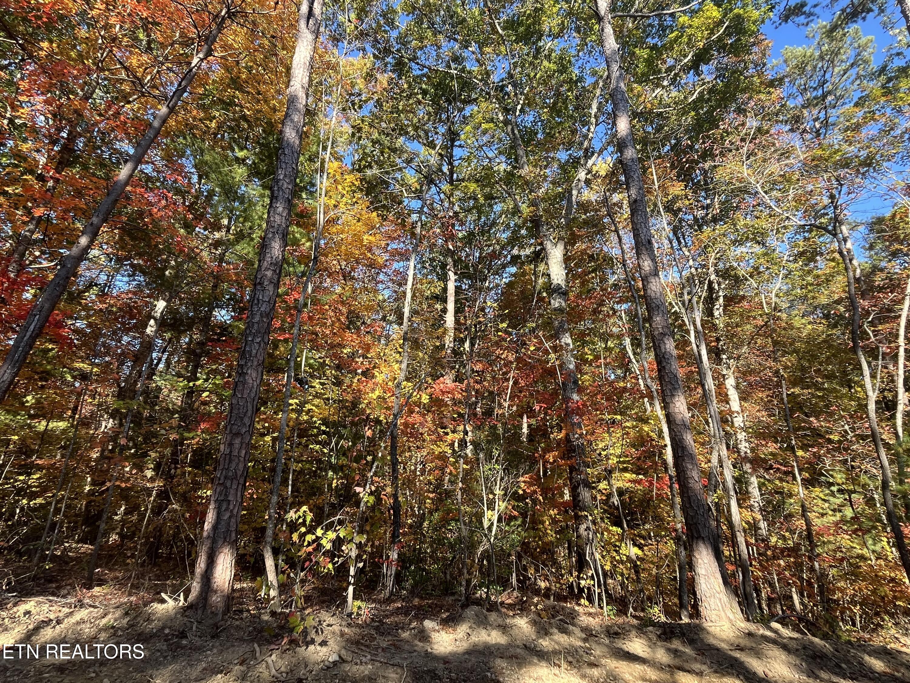 111 Cherokee Path Tellico Plains TN 37385