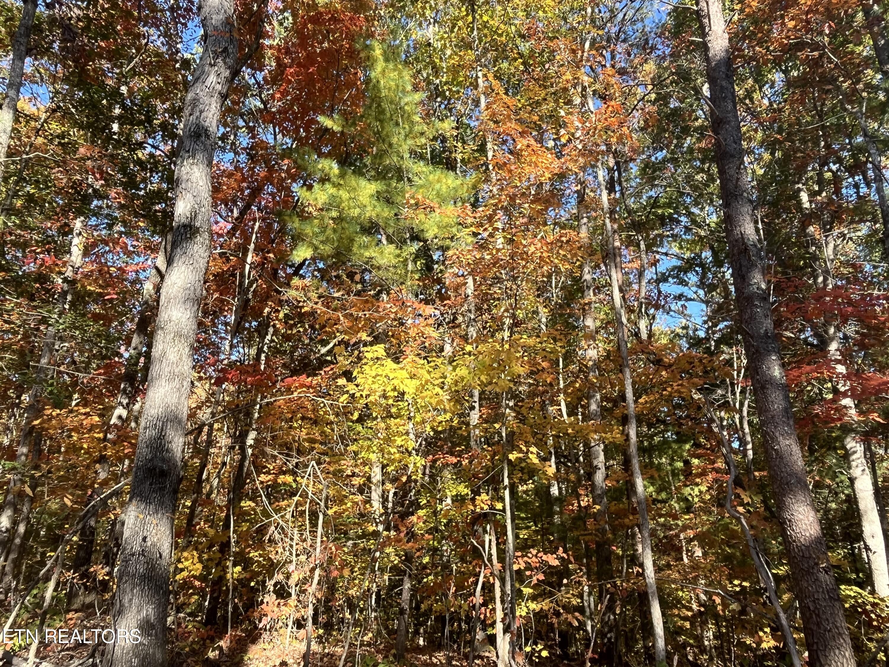 111 Cherokee Path Tellico Plains TN 37385