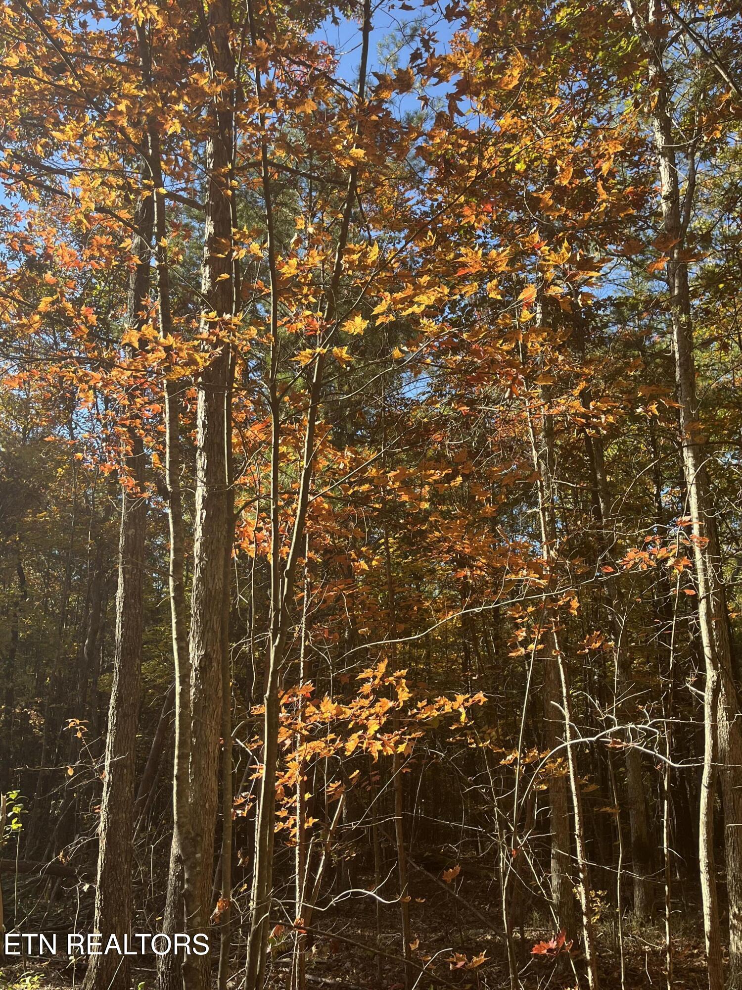 111 Cherokee Path Tellico Plains TN 37385