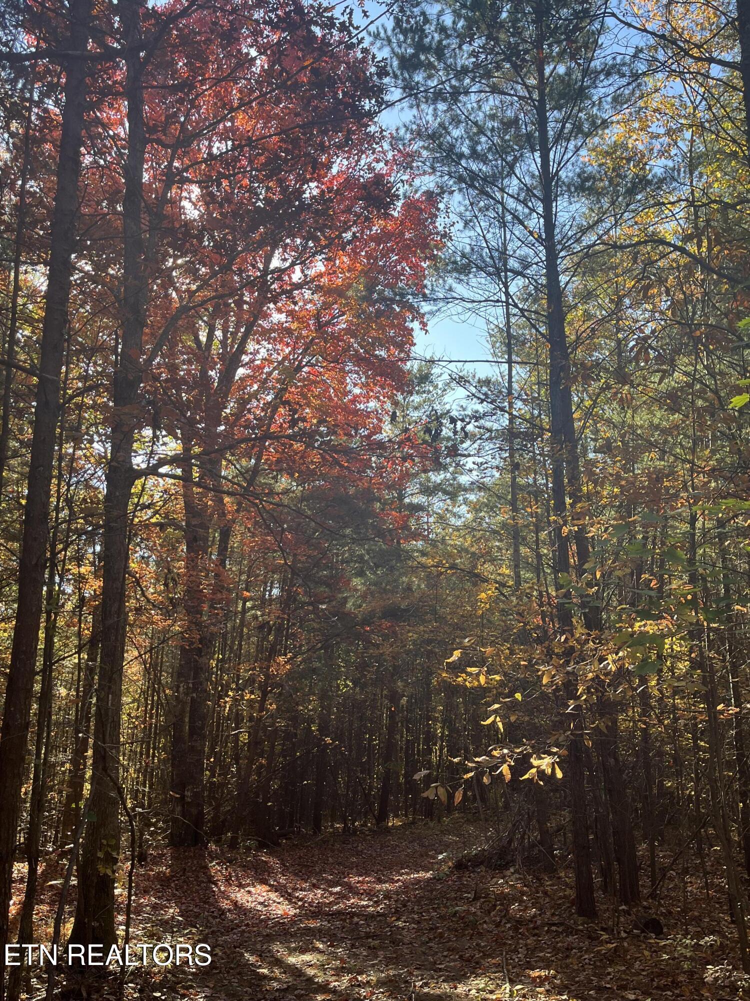 111 Cherokee Path Tellico Plains TN 37385