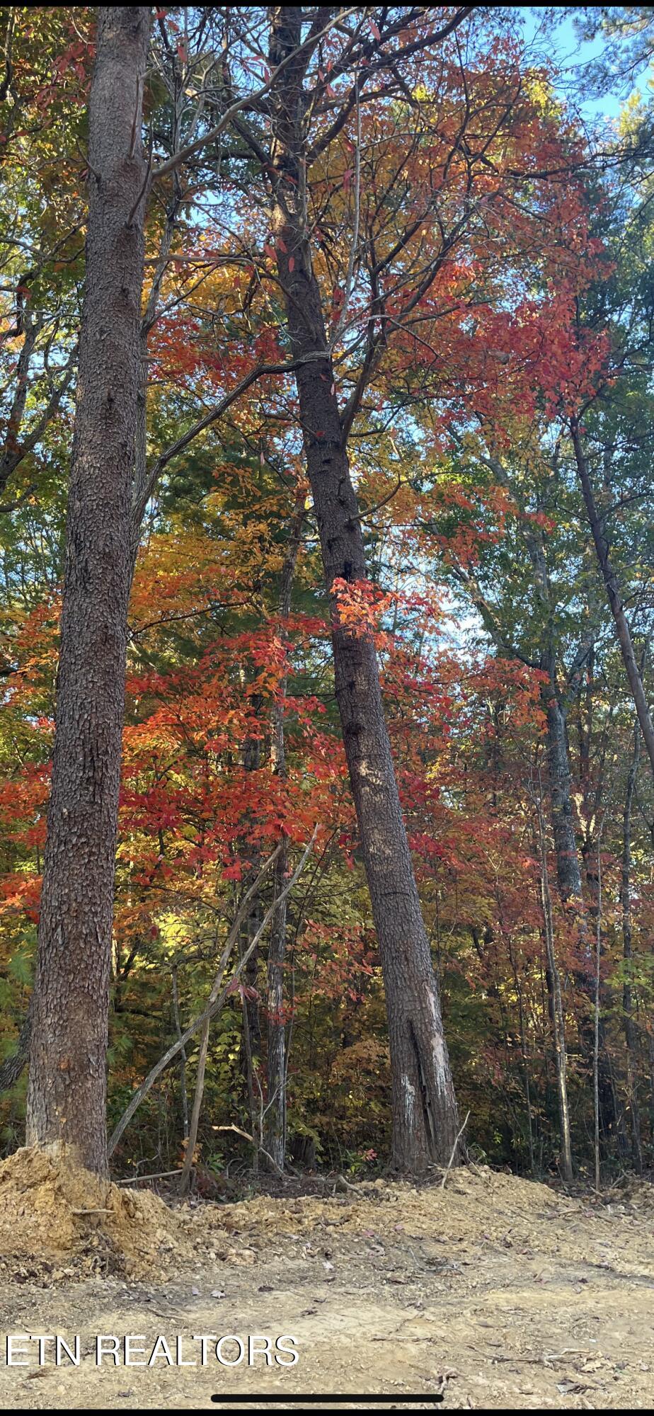 111 Cherokee Path Tellico Plains TN 37385