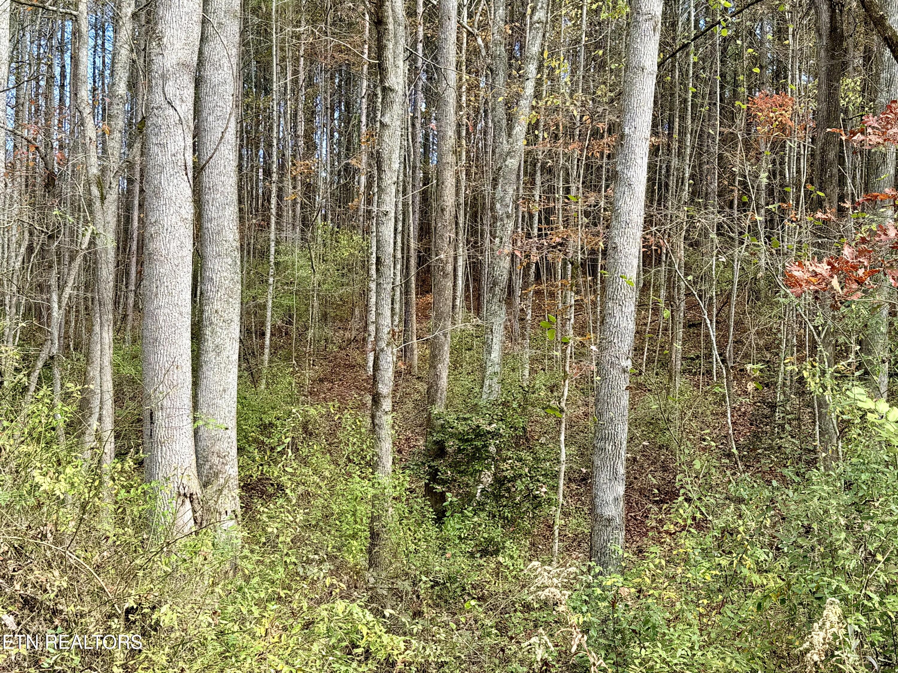 Lower Rockwood Road Lot 21 Rockwood TN 37854