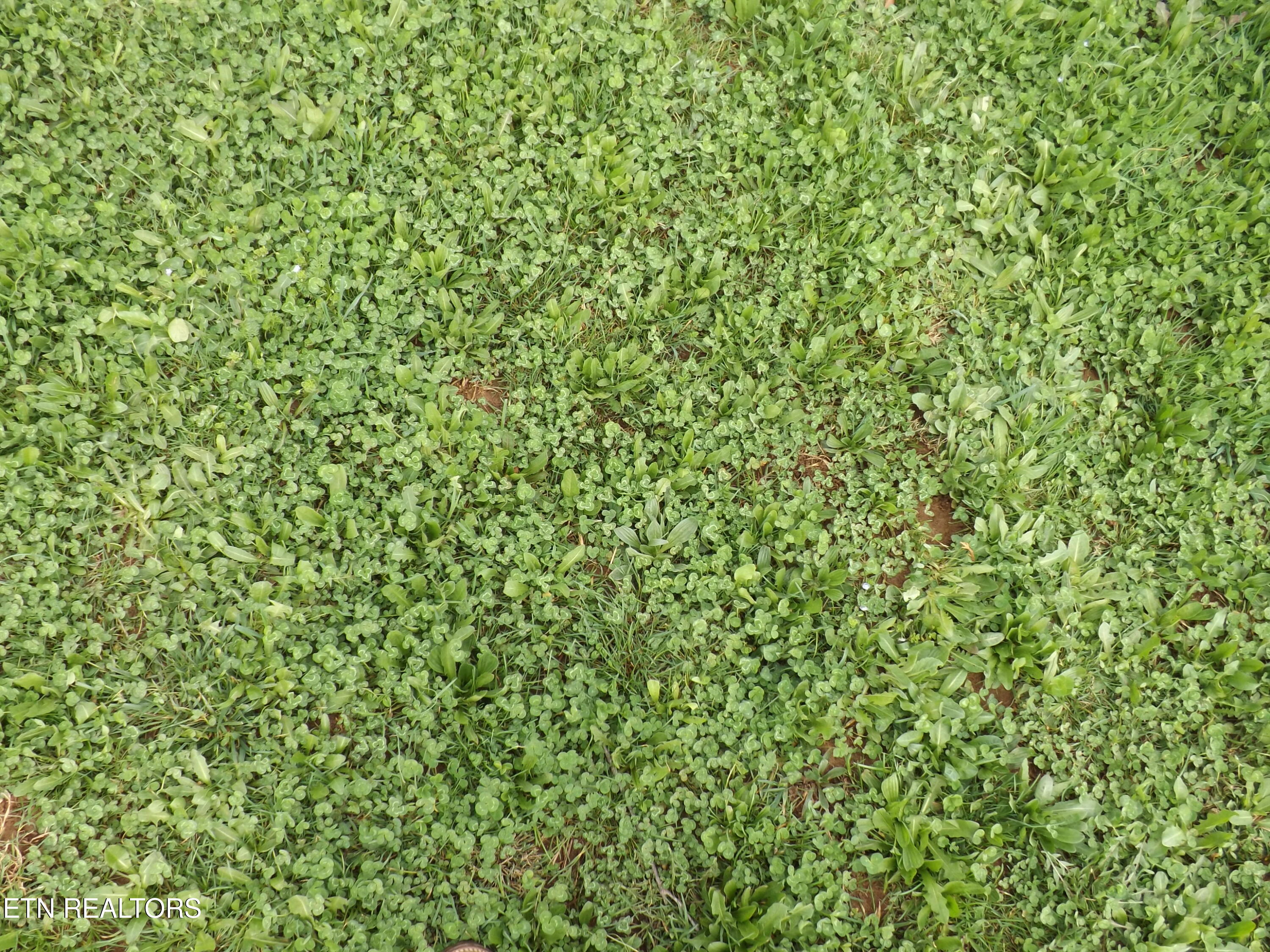 132 Auggie Belle Lane Speedwell TN 37870