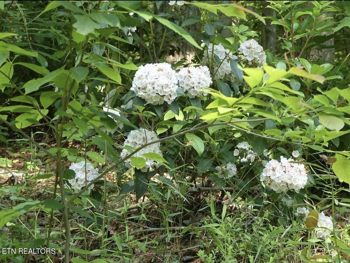 0 Walnut Flats Road Walland TN 37886