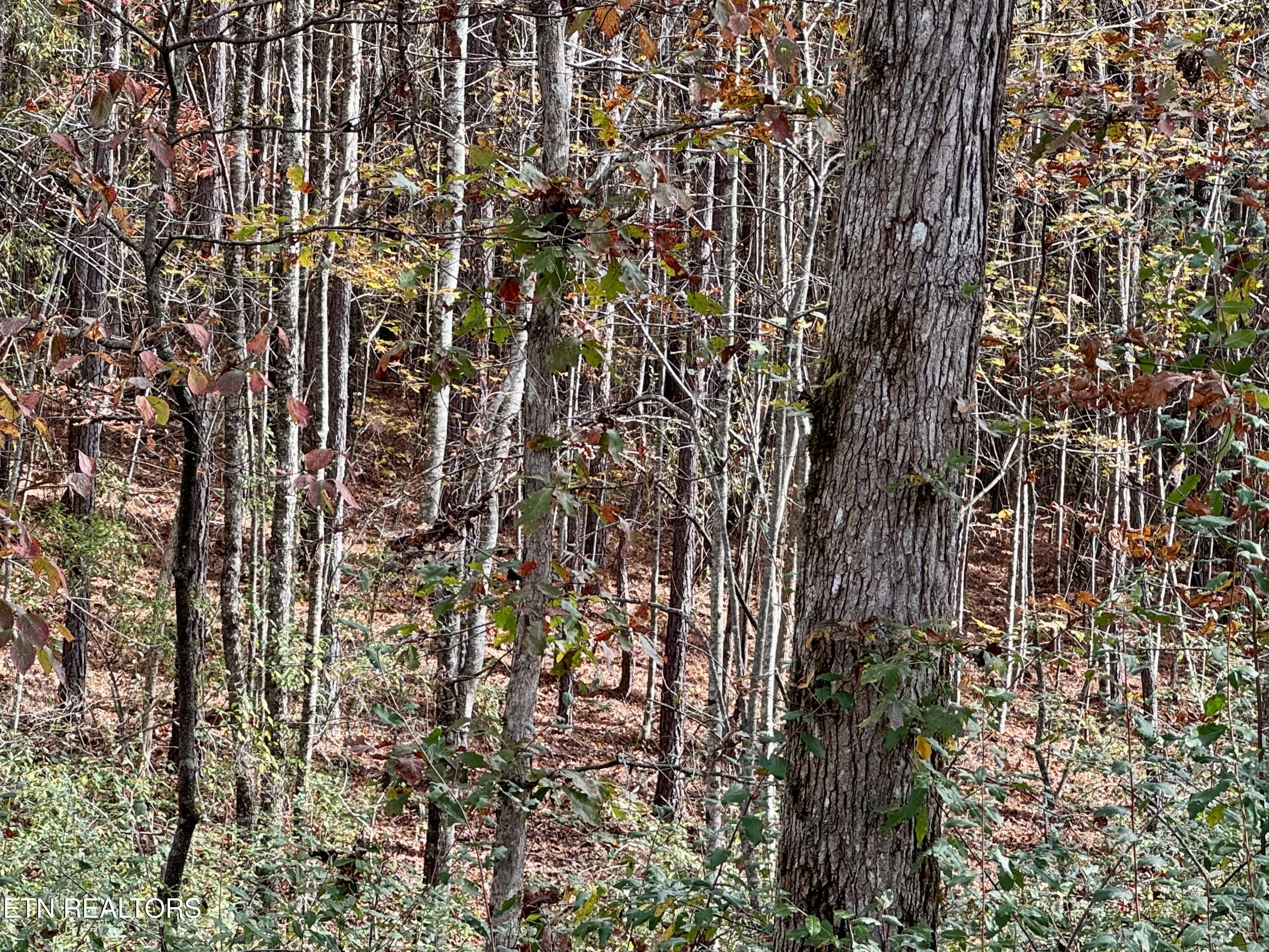 Lower Rockwood Road Lot 19 Rockwood TN 37854