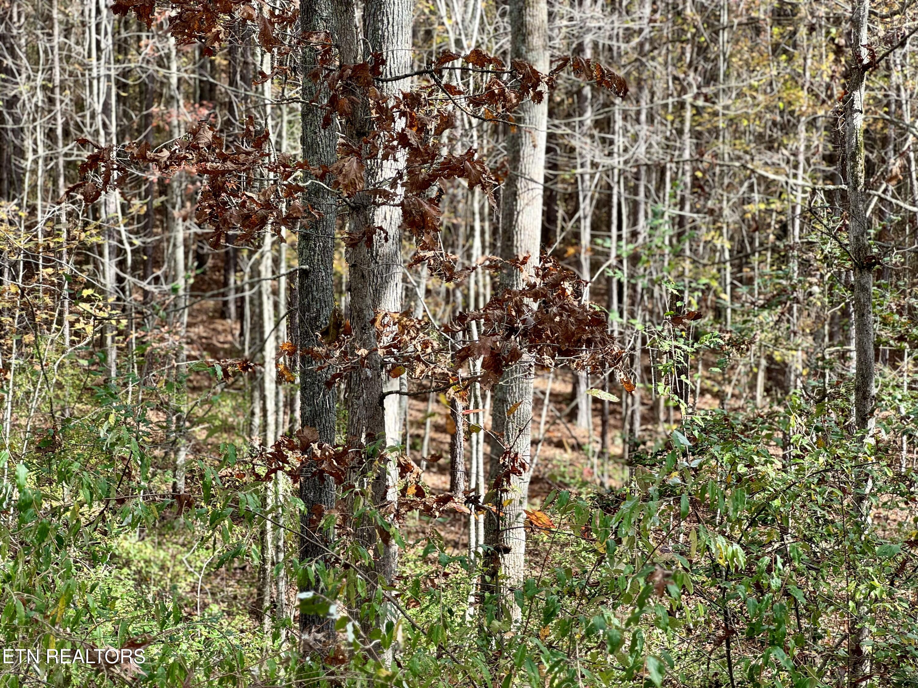 Lower Rockwood Road Lot 19 Rockwood TN 37854