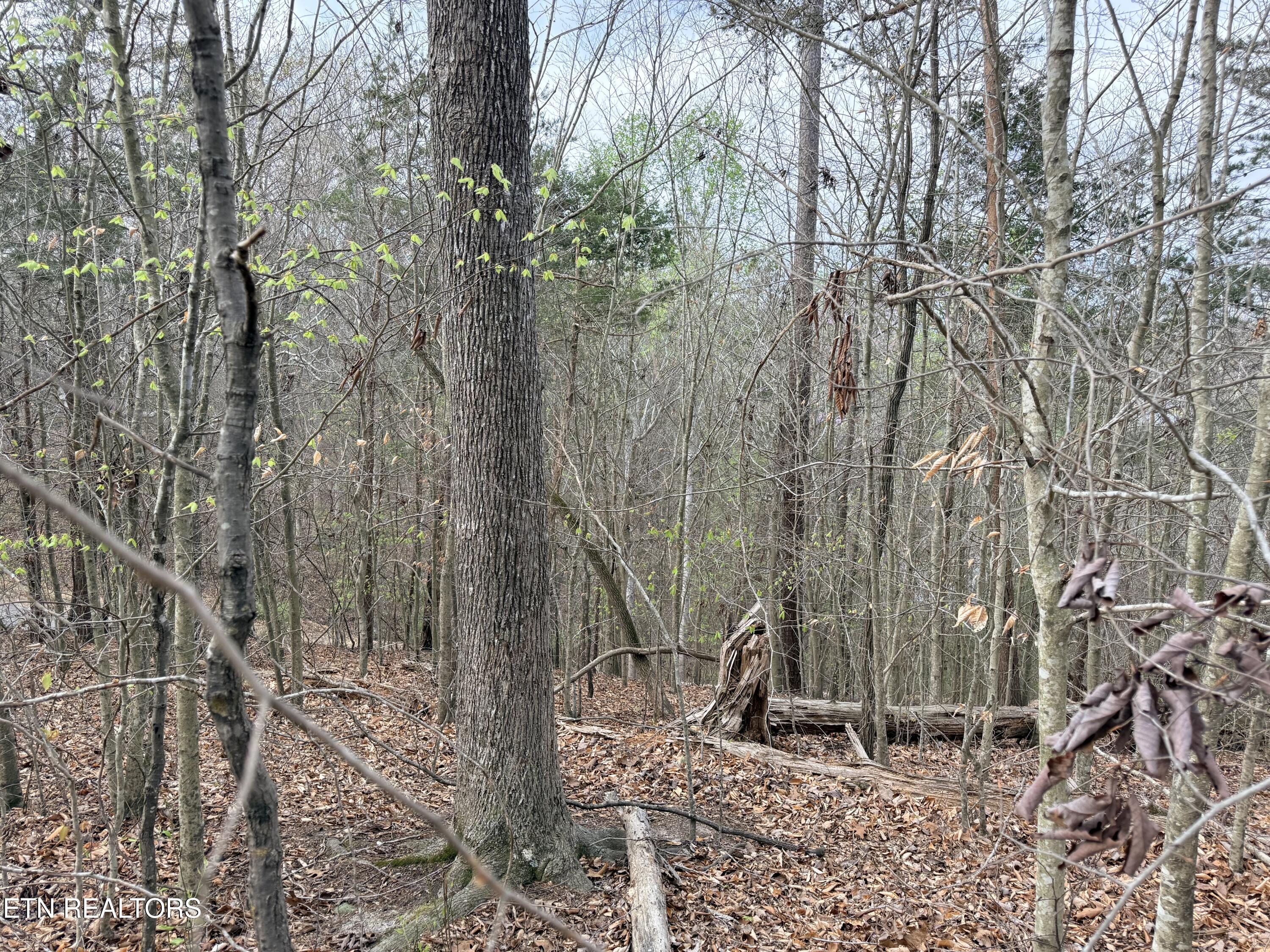 Lot 77 Grandpas Ridge Sharps Chapel TN 37866