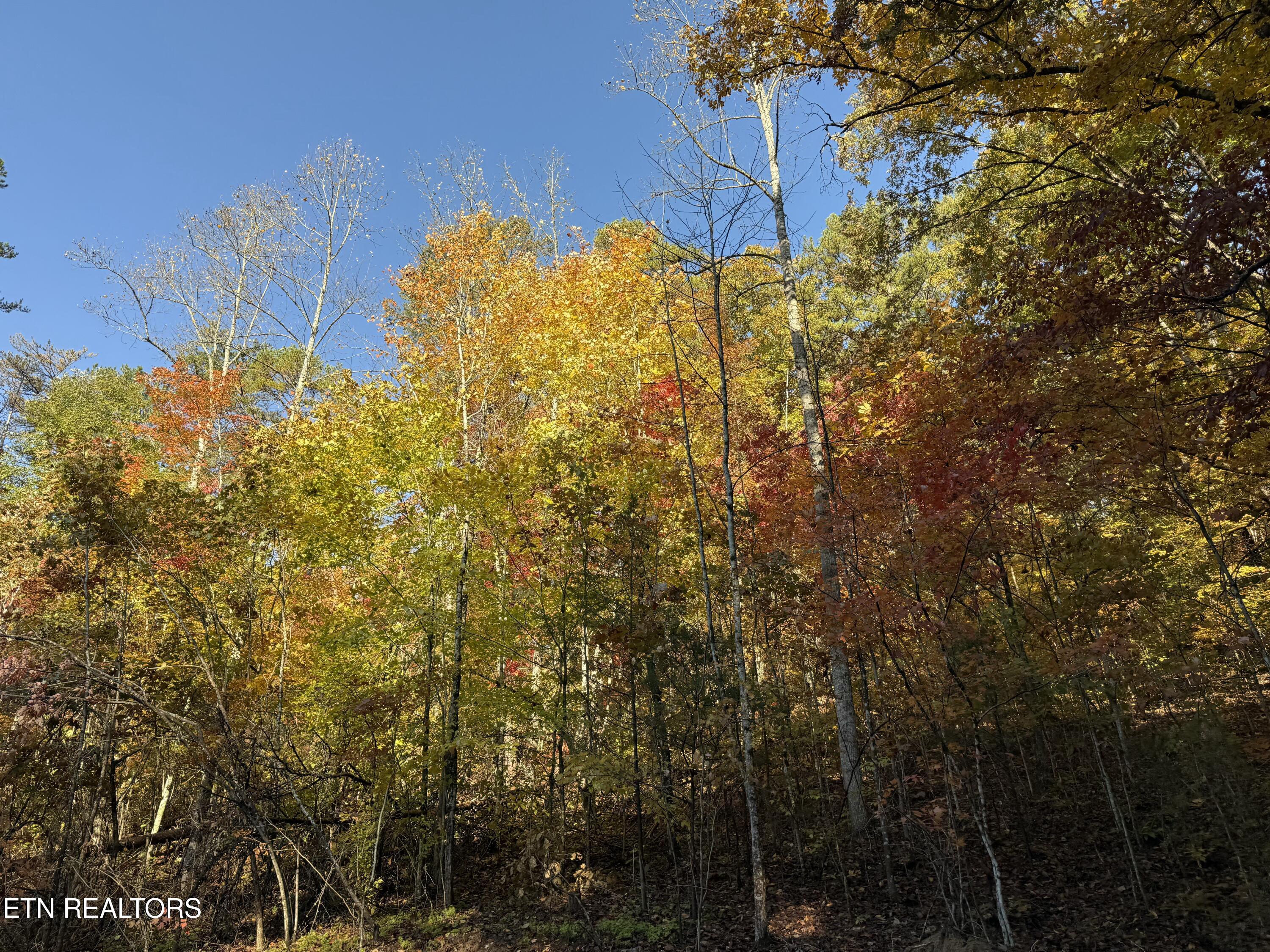 425 Smokey Road Rutledge TN 37861