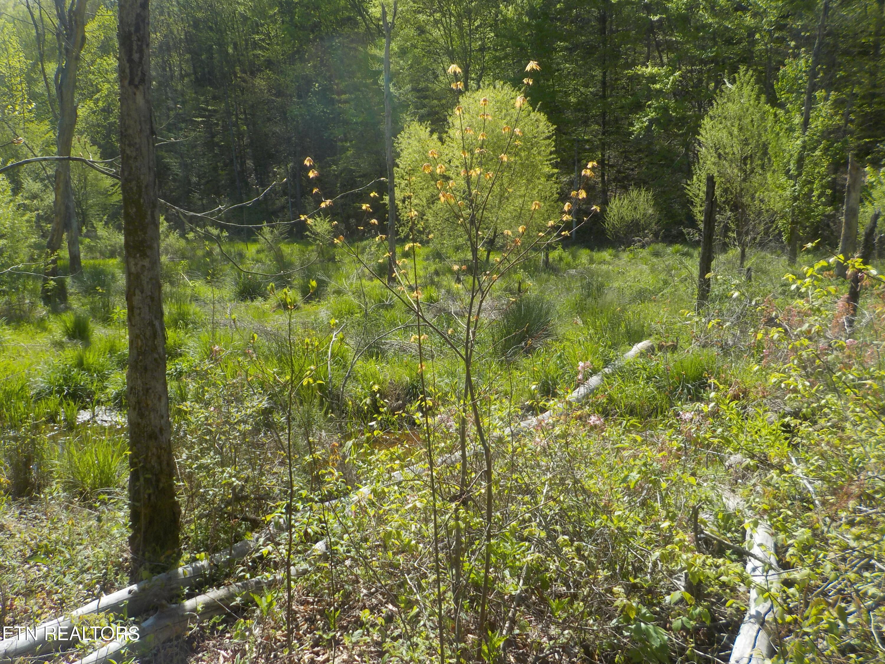 Steve Brown Road Bean Station TN 37708