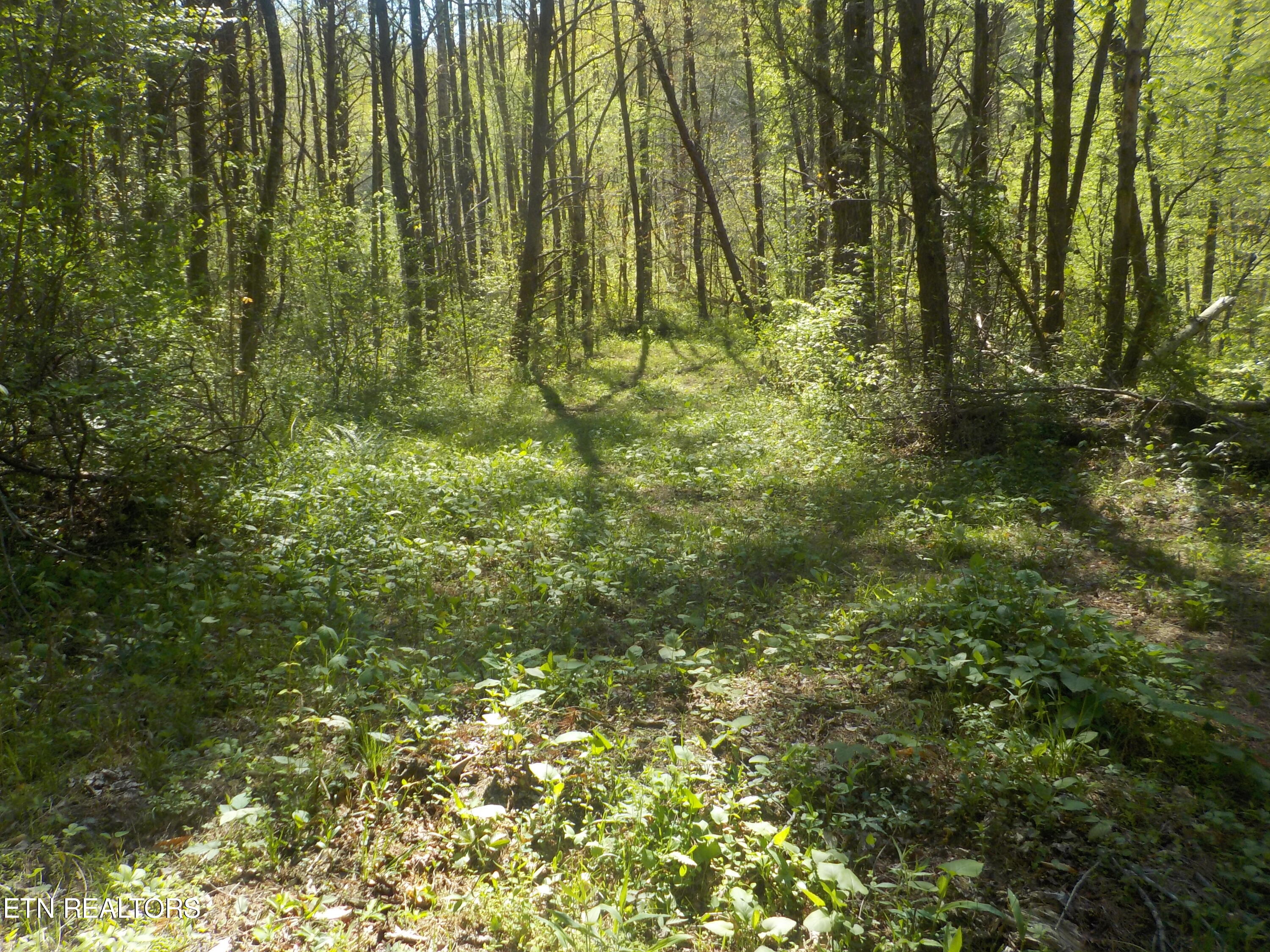 Steve Brown Road Bean Station TN 37708
