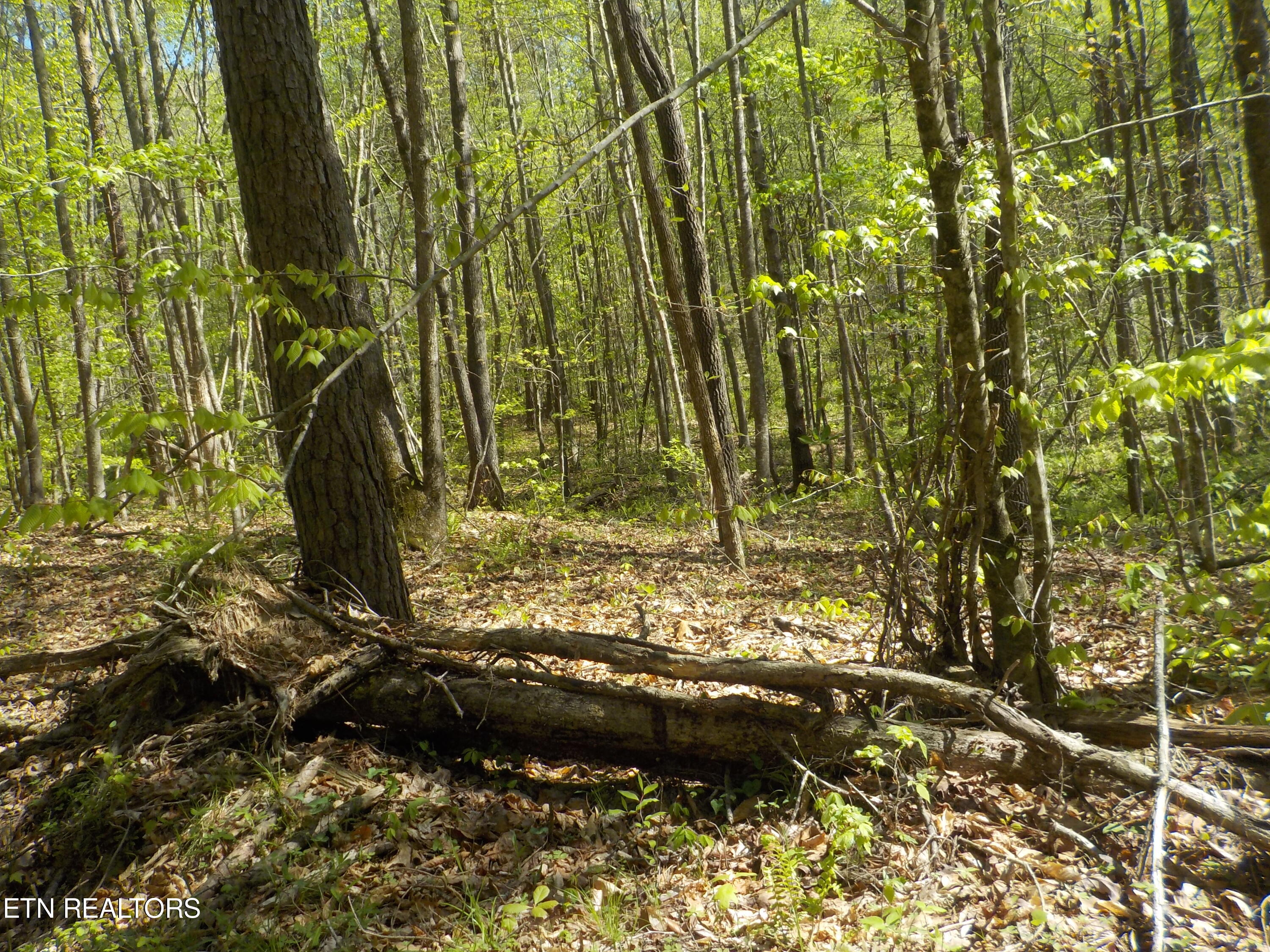 Steve Brown Road Bean Station TN 37708