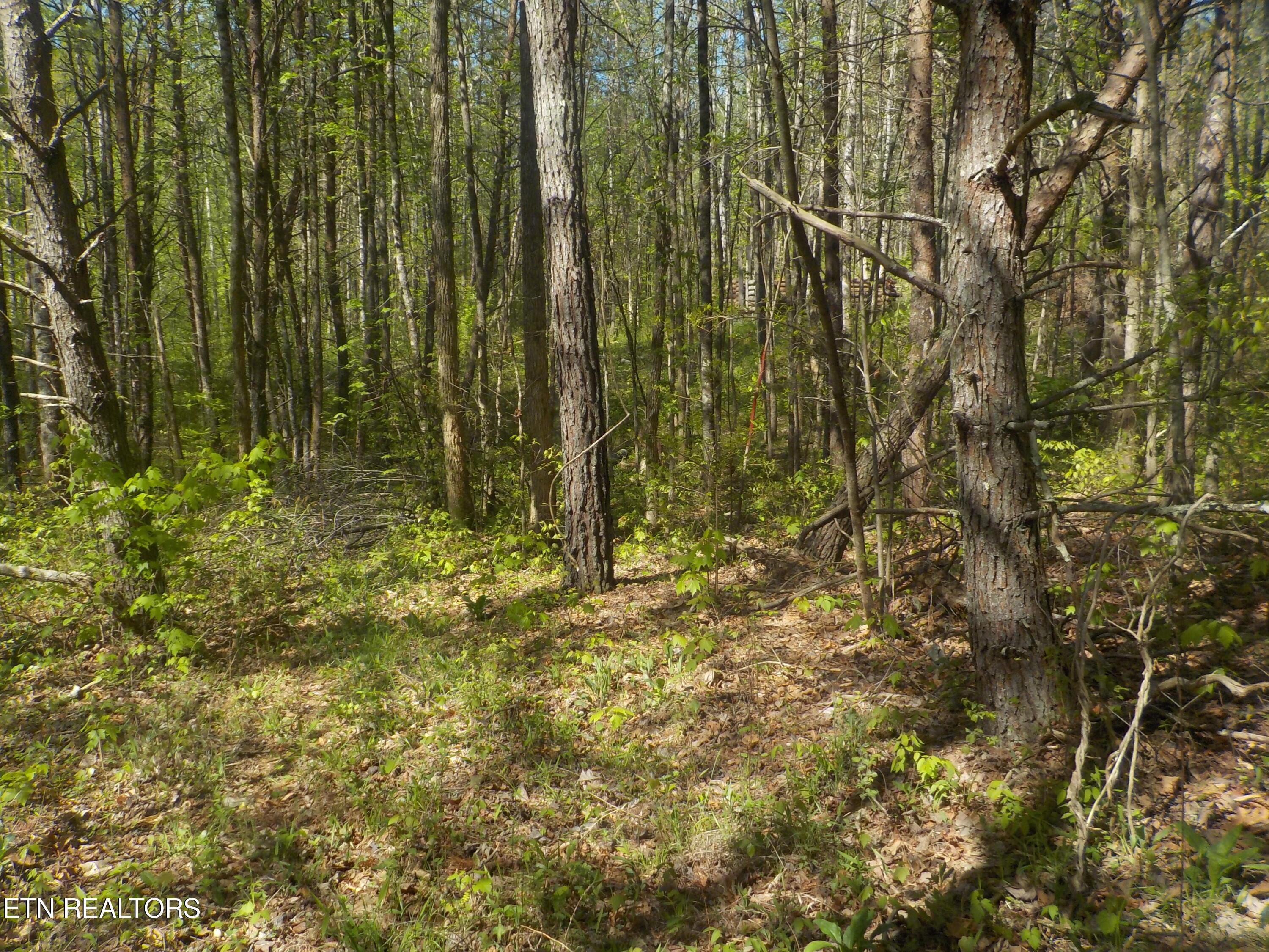 Steve Brown Road Bean Station TN 37708
