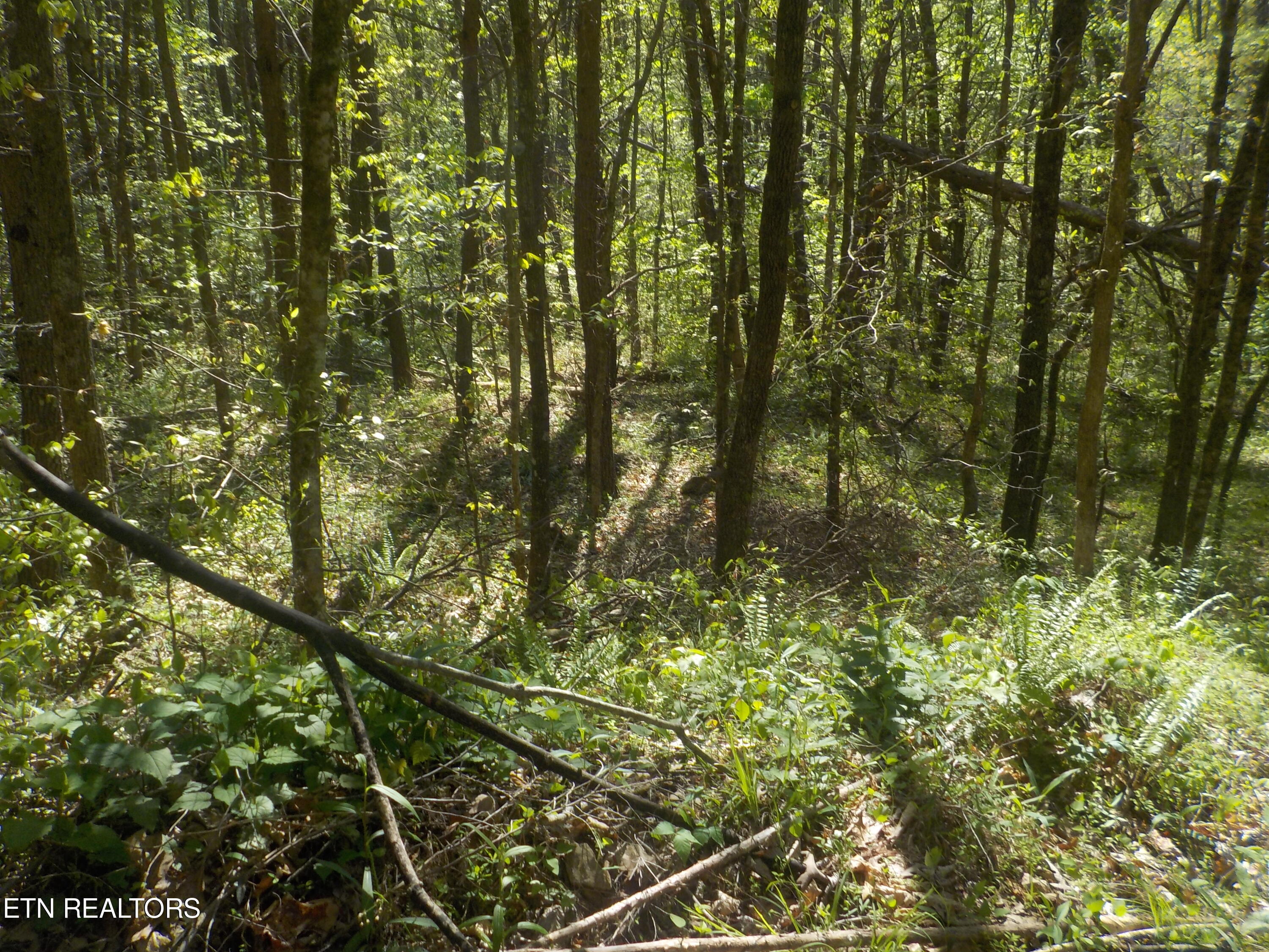 Steve Brown Road Bean Station TN 37708