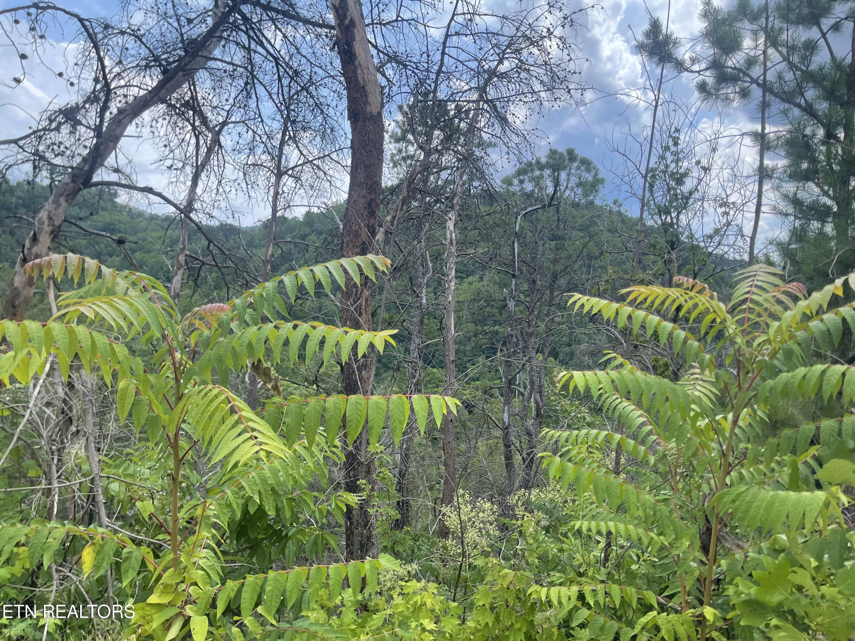 River Birch Way Sevierville TN 37862