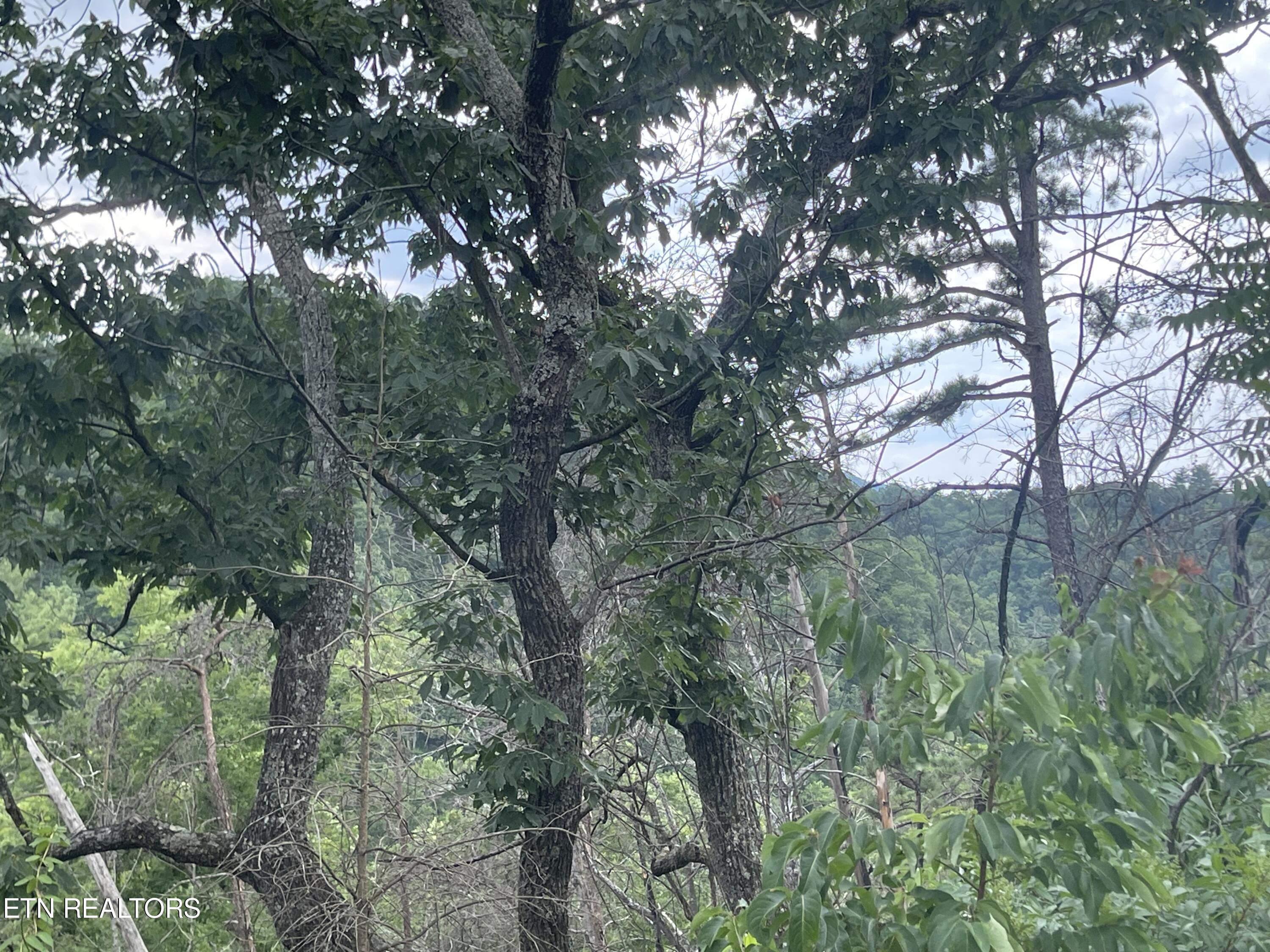 River Birch Way Sevierville TN 37862