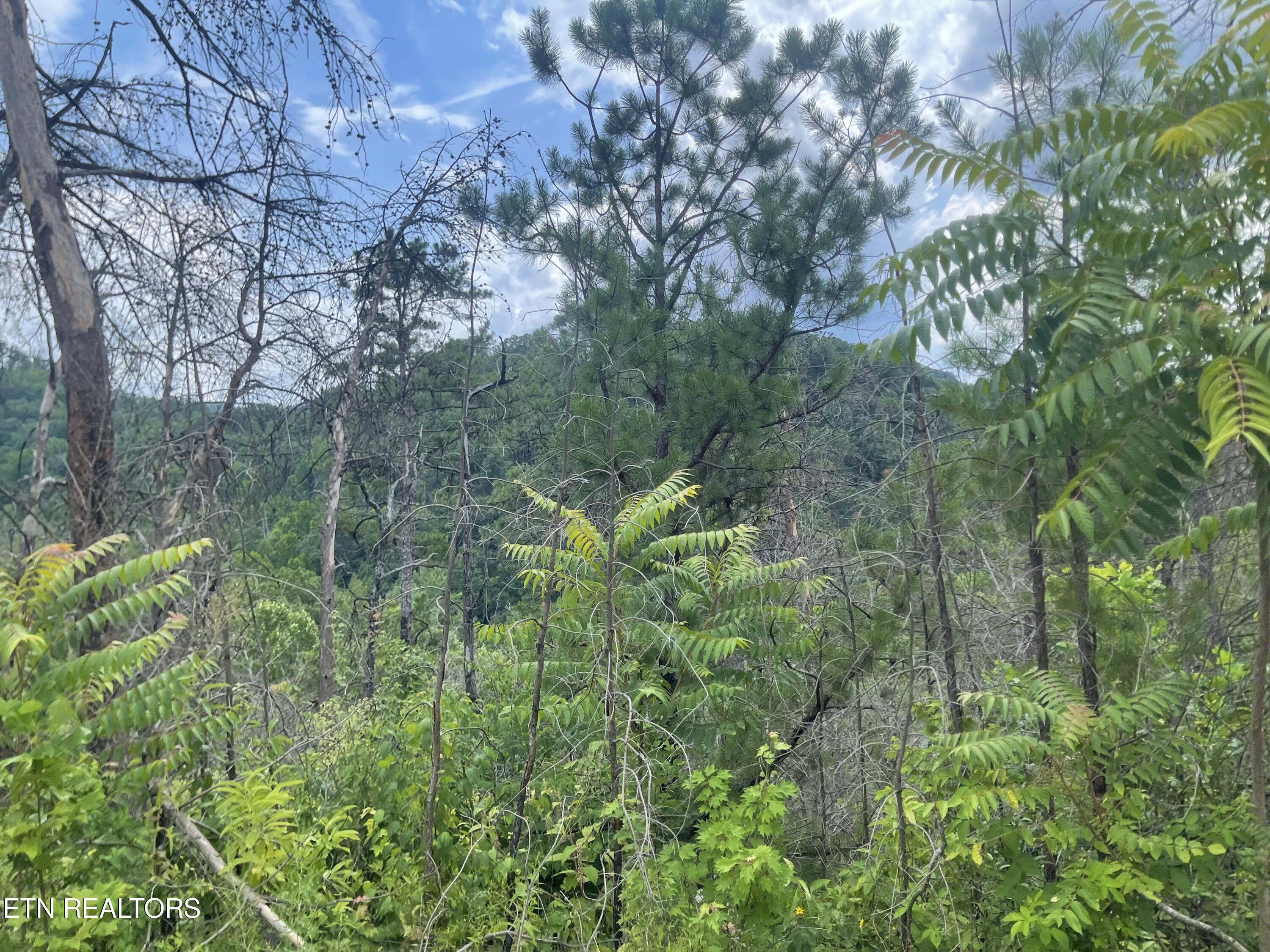 River Birch Way Sevierville TN 37862