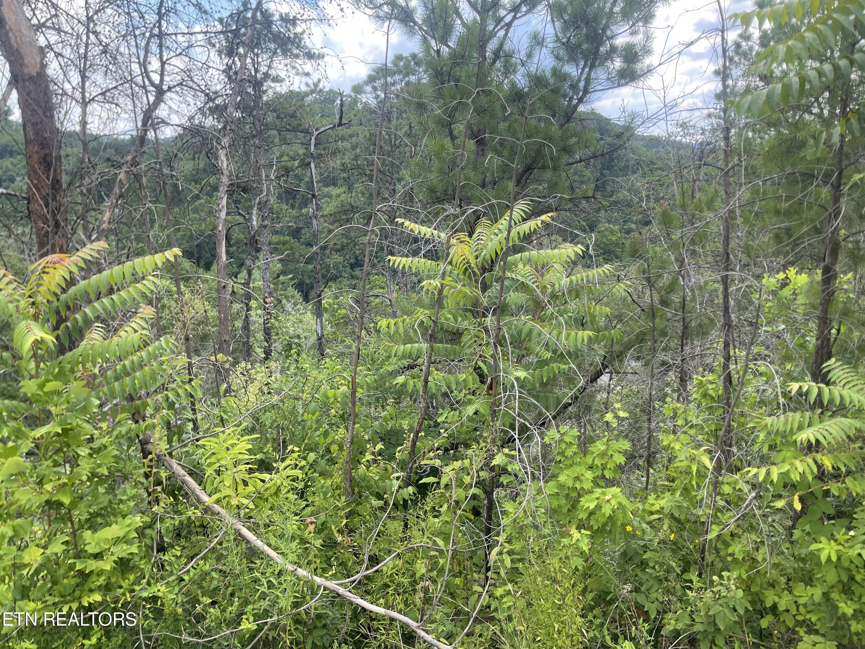 River Birch Way Sevierville TN 37862