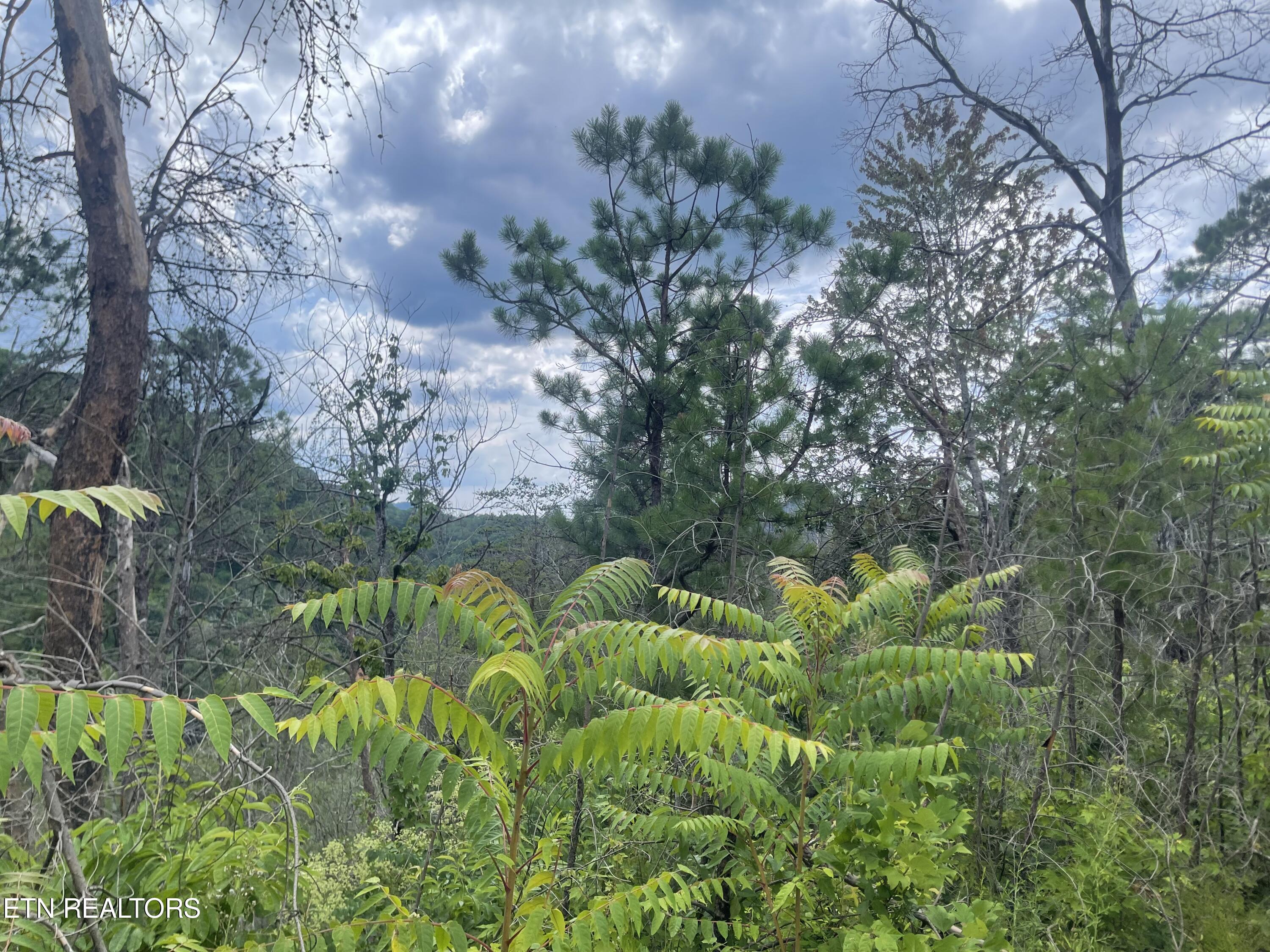 River Birch Way Sevierville TN 37862