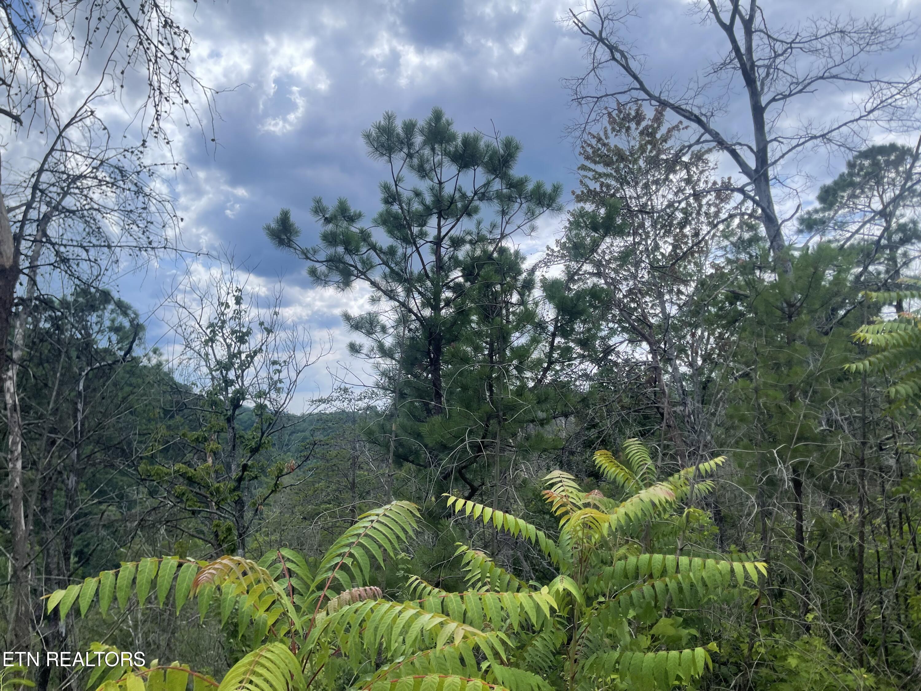 River Birch Way Sevierville TN 37862