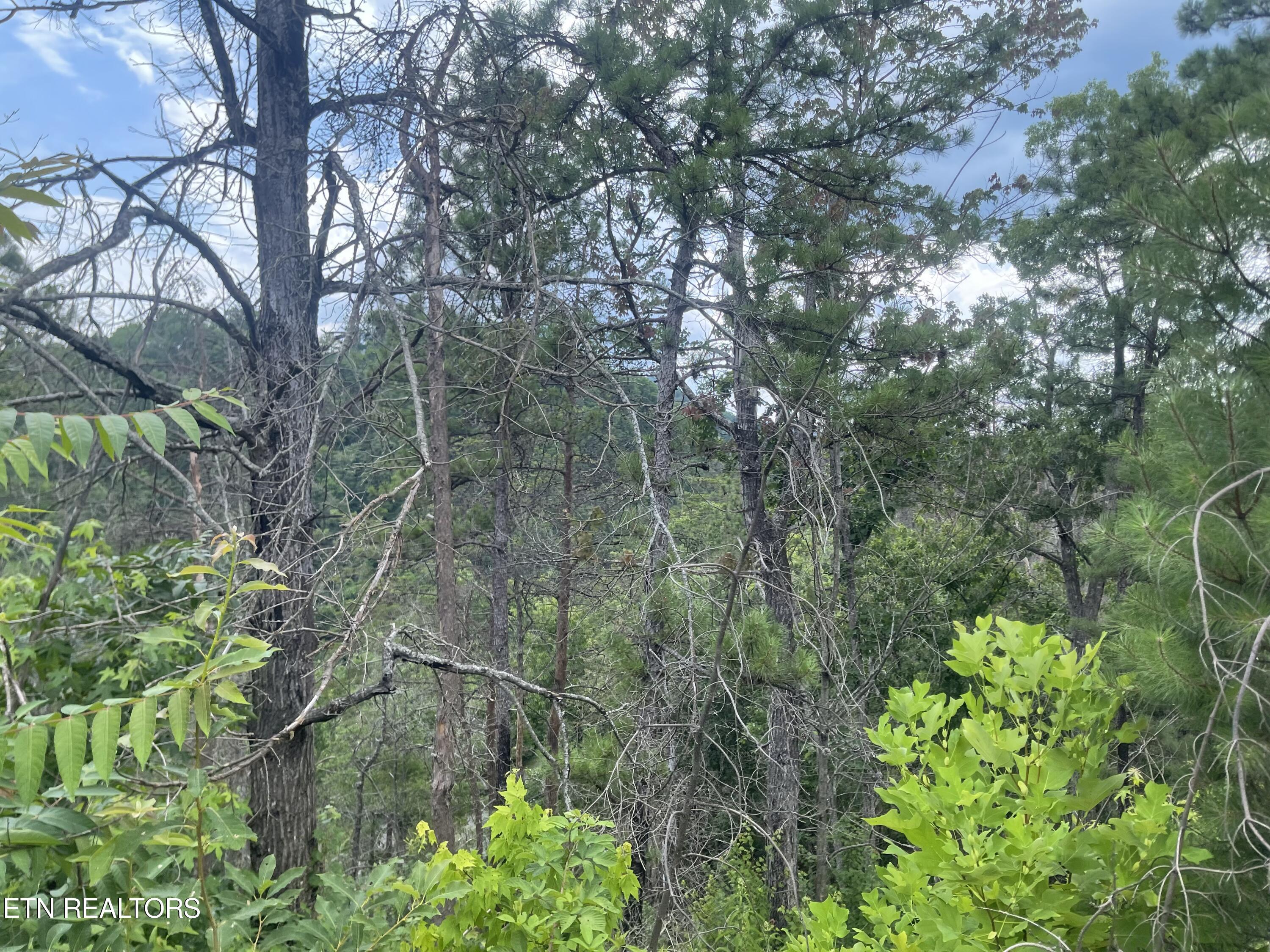 River Birch Way Sevierville TN 37862