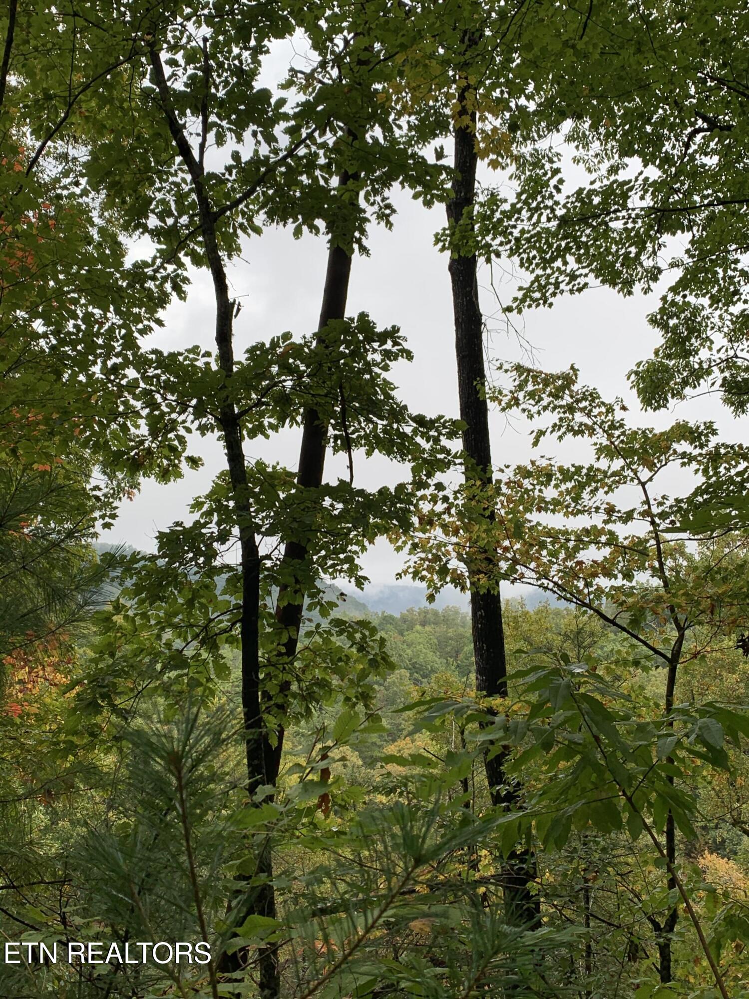 1 Mule Sevierville TN 37862