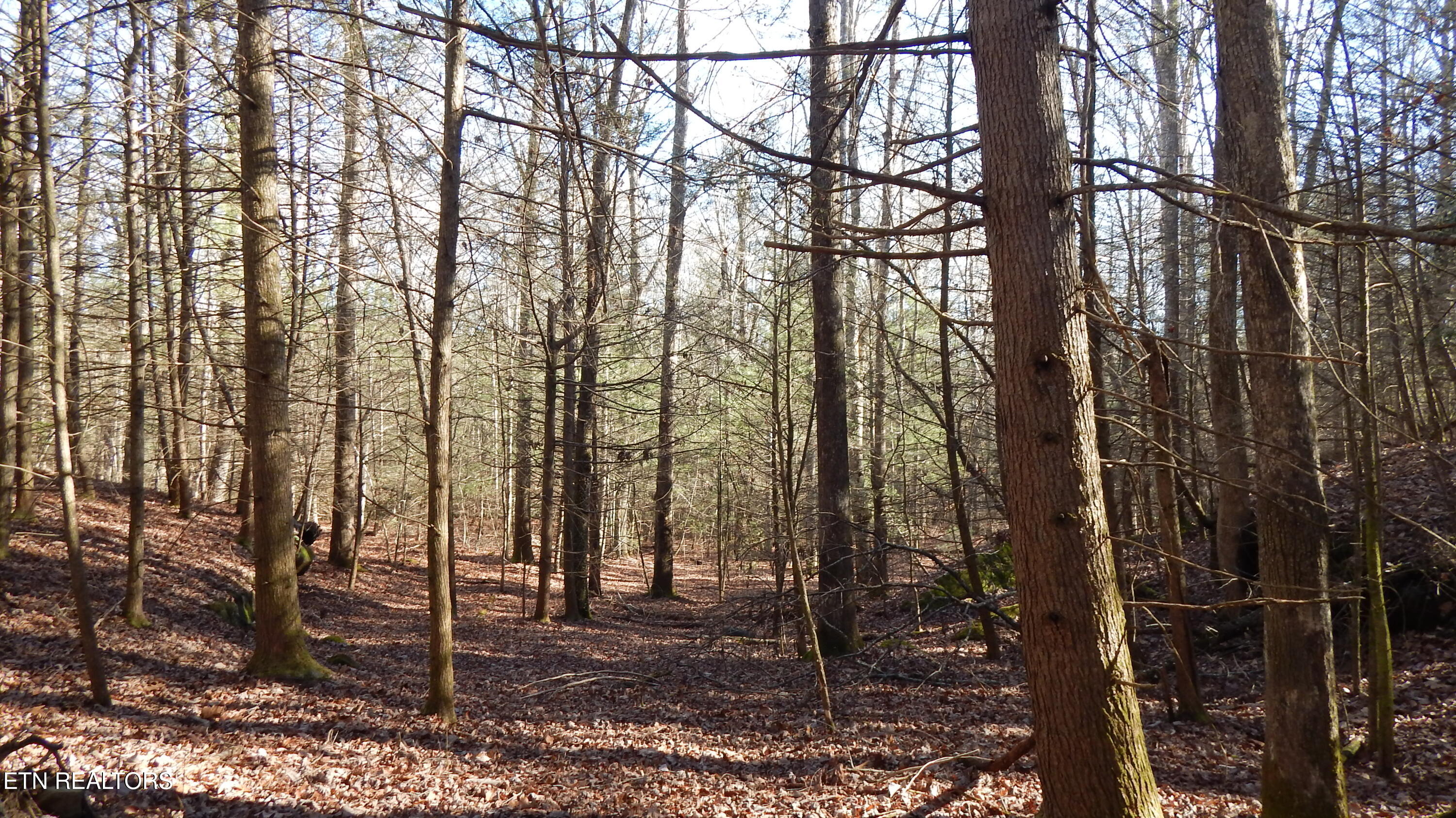 Bearpen Fork Jamestown TN 38556