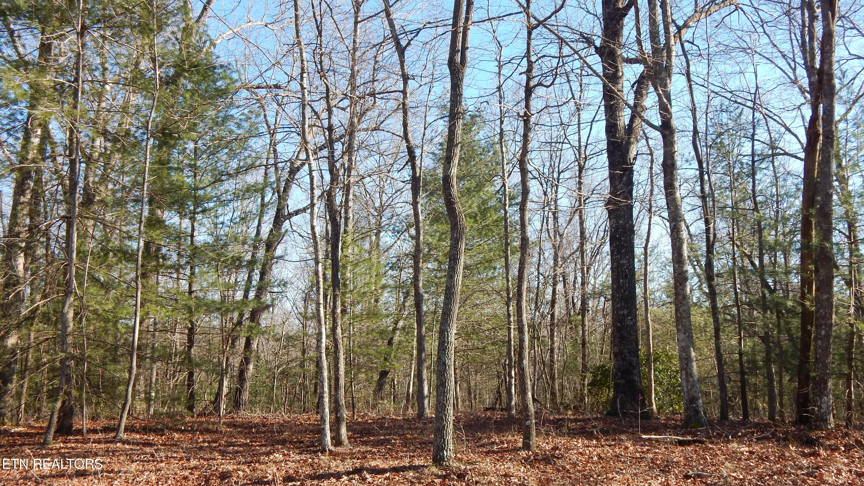 Bearpen Fork Jamestown TN 38556