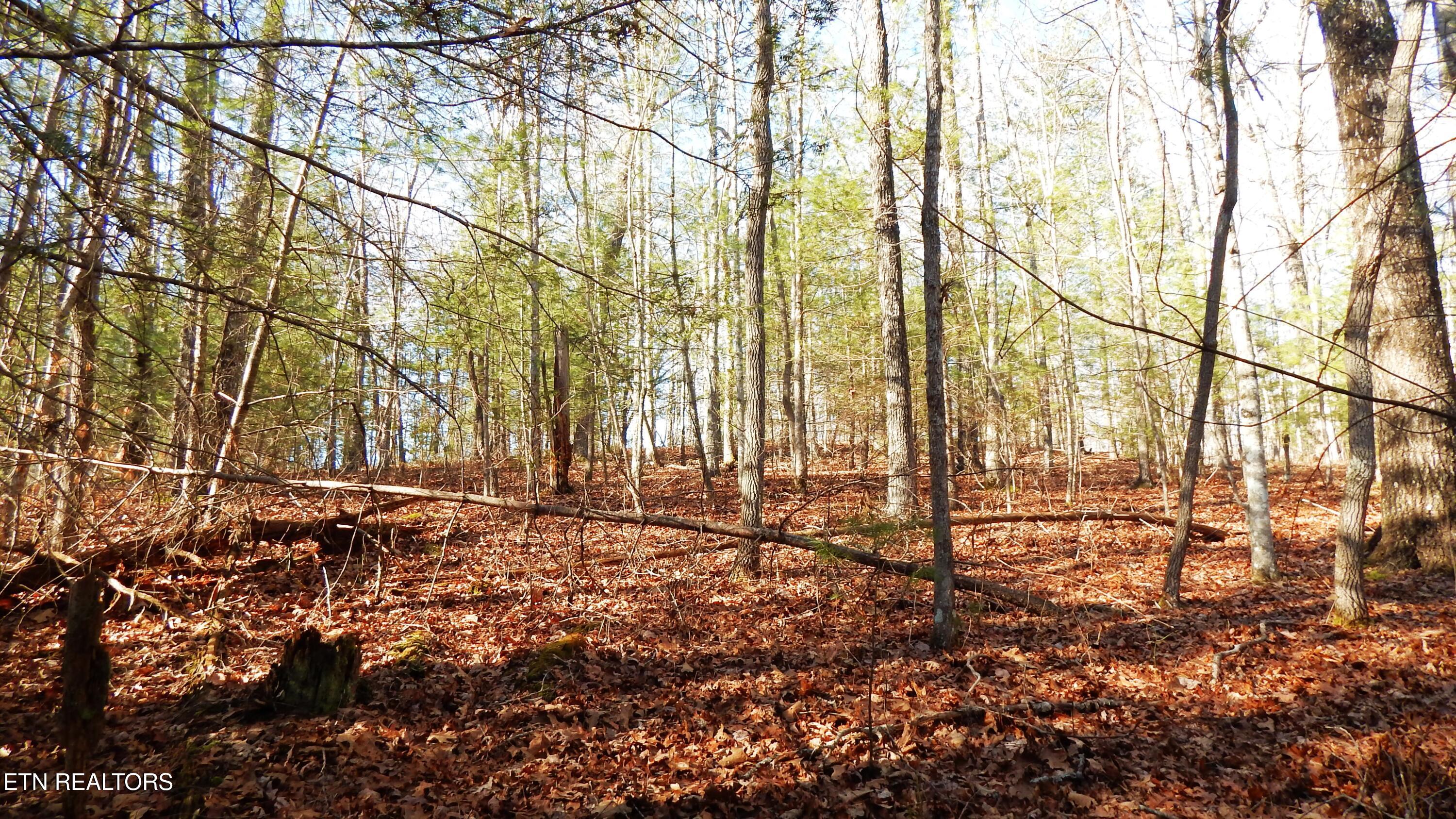 Bearpen Fork Jamestown TN 38556