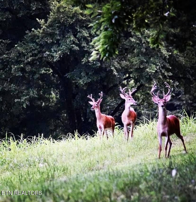 2497 Mount Carmel Road Decatur TN 37322