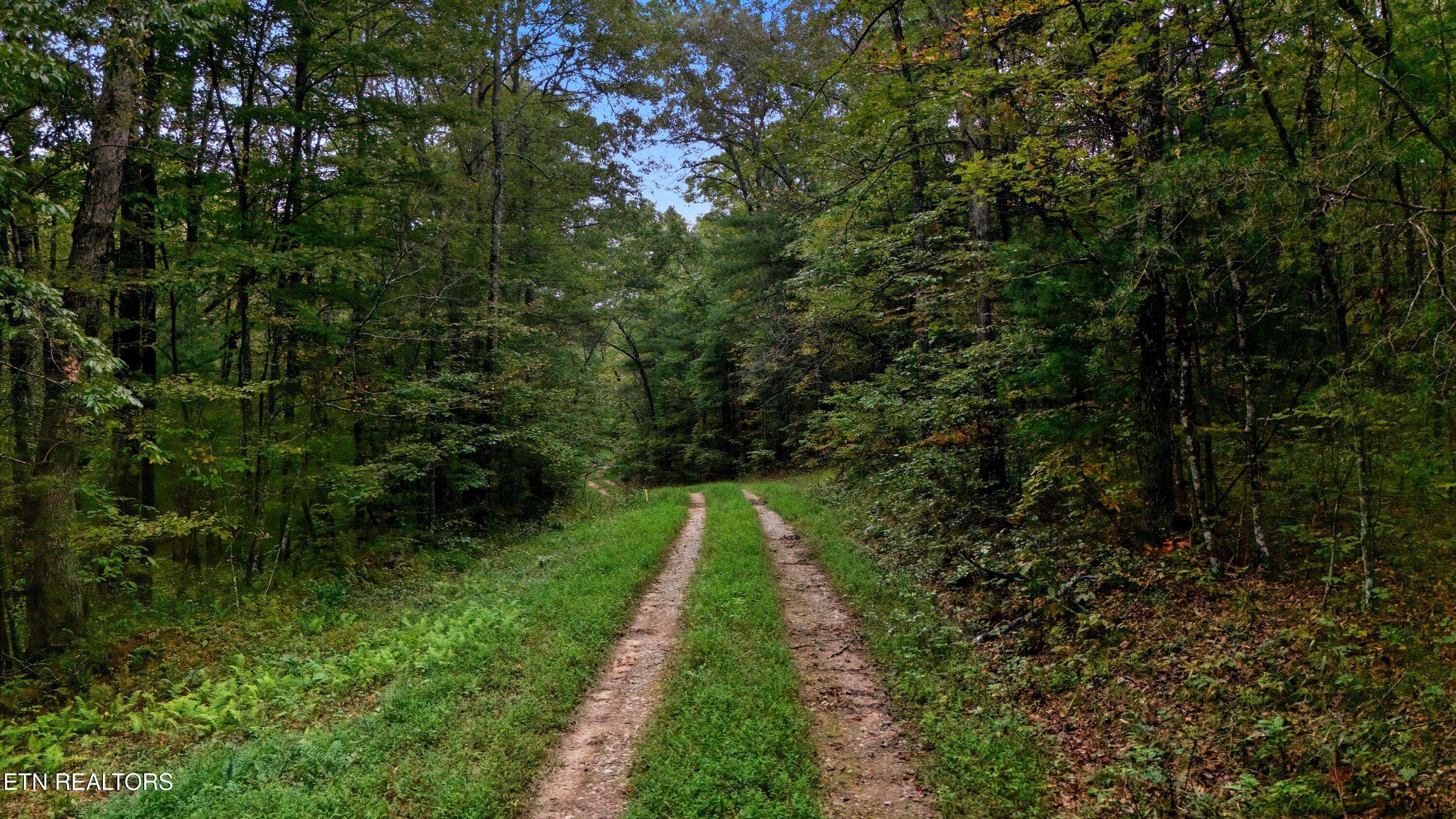 Nashville Avenue Deer Lodge TN 37726