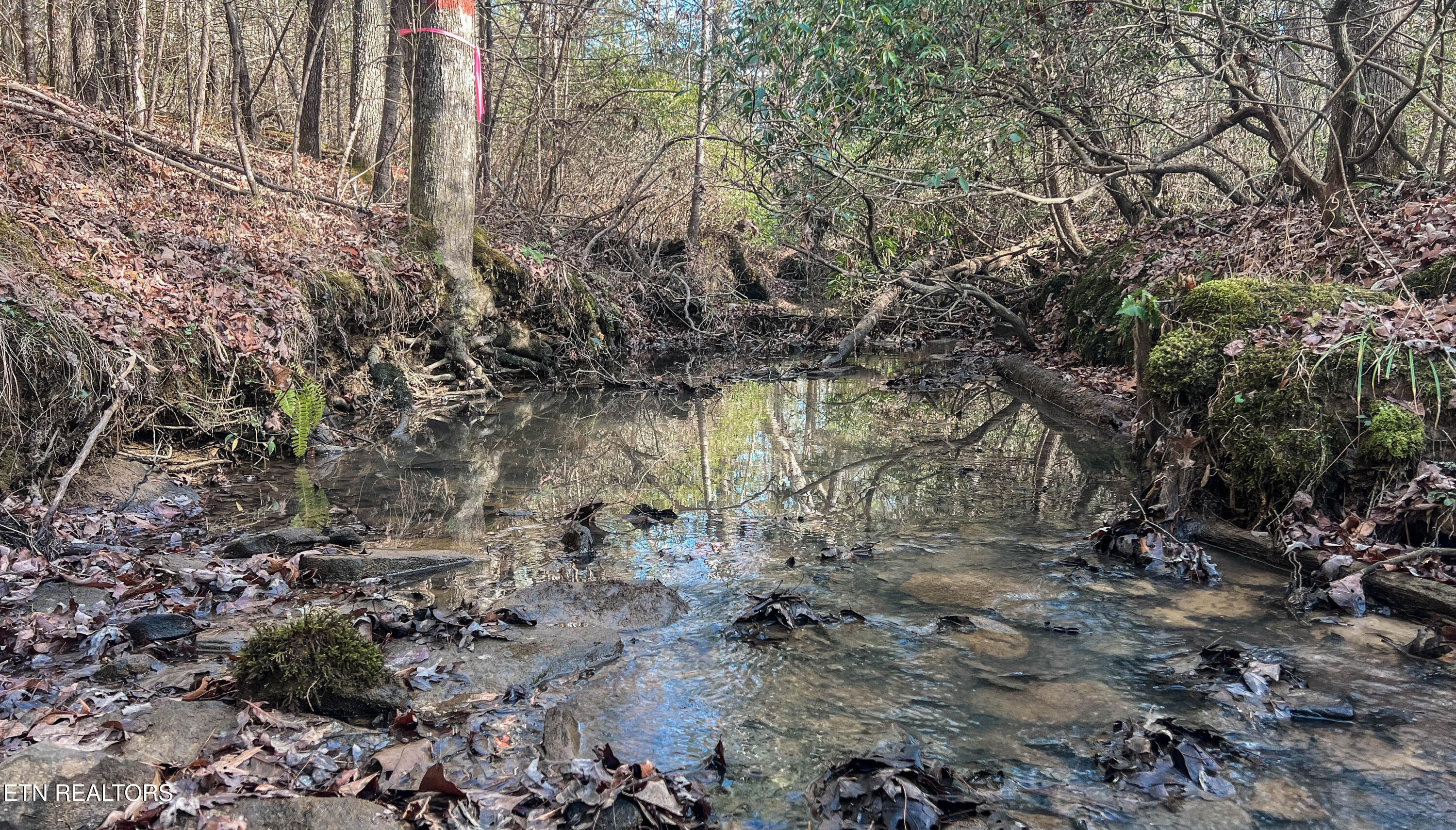 Nashville Avenue Deer Lodge TN 37726