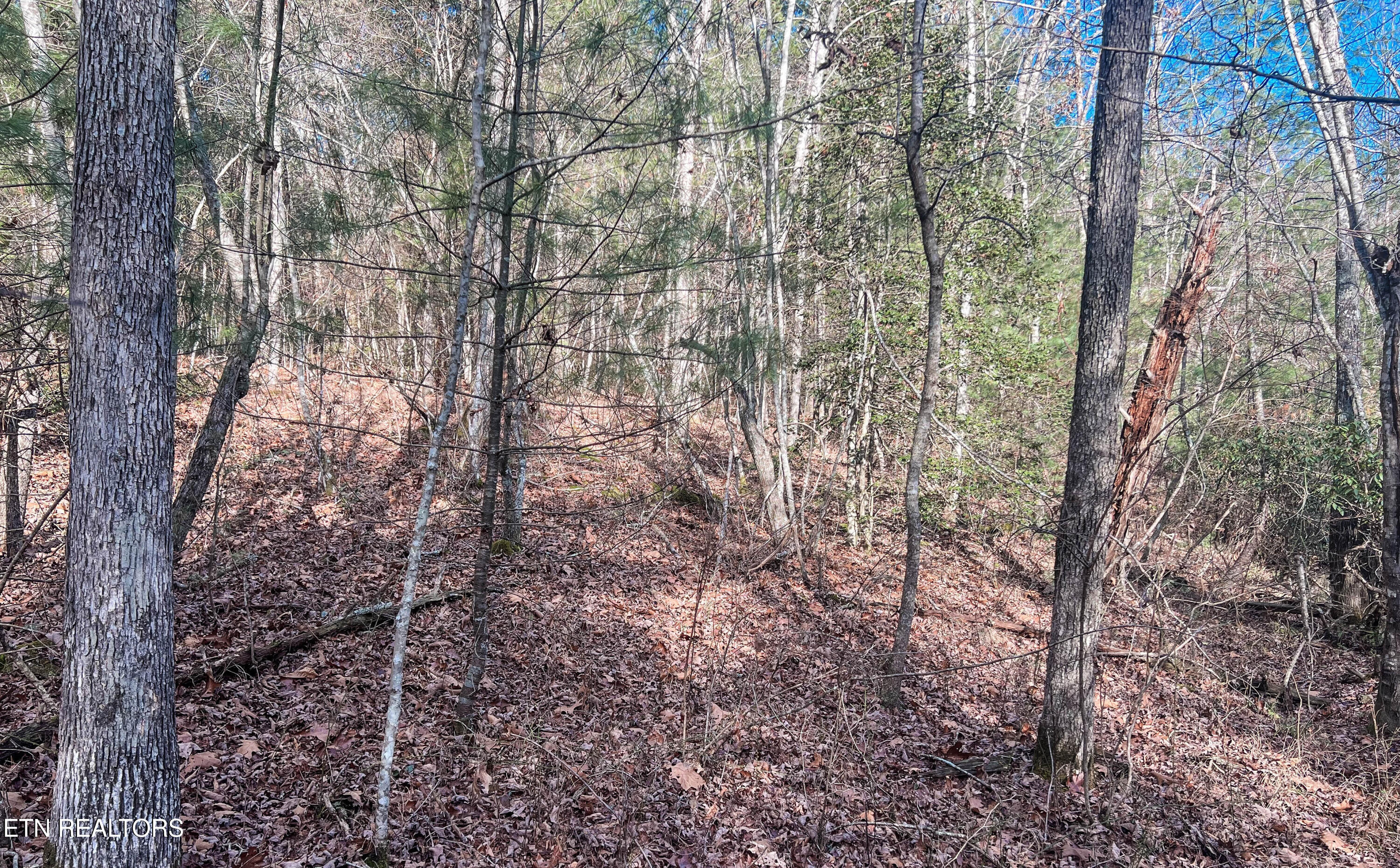 Nashville Avenue Deer Lodge TN 37726