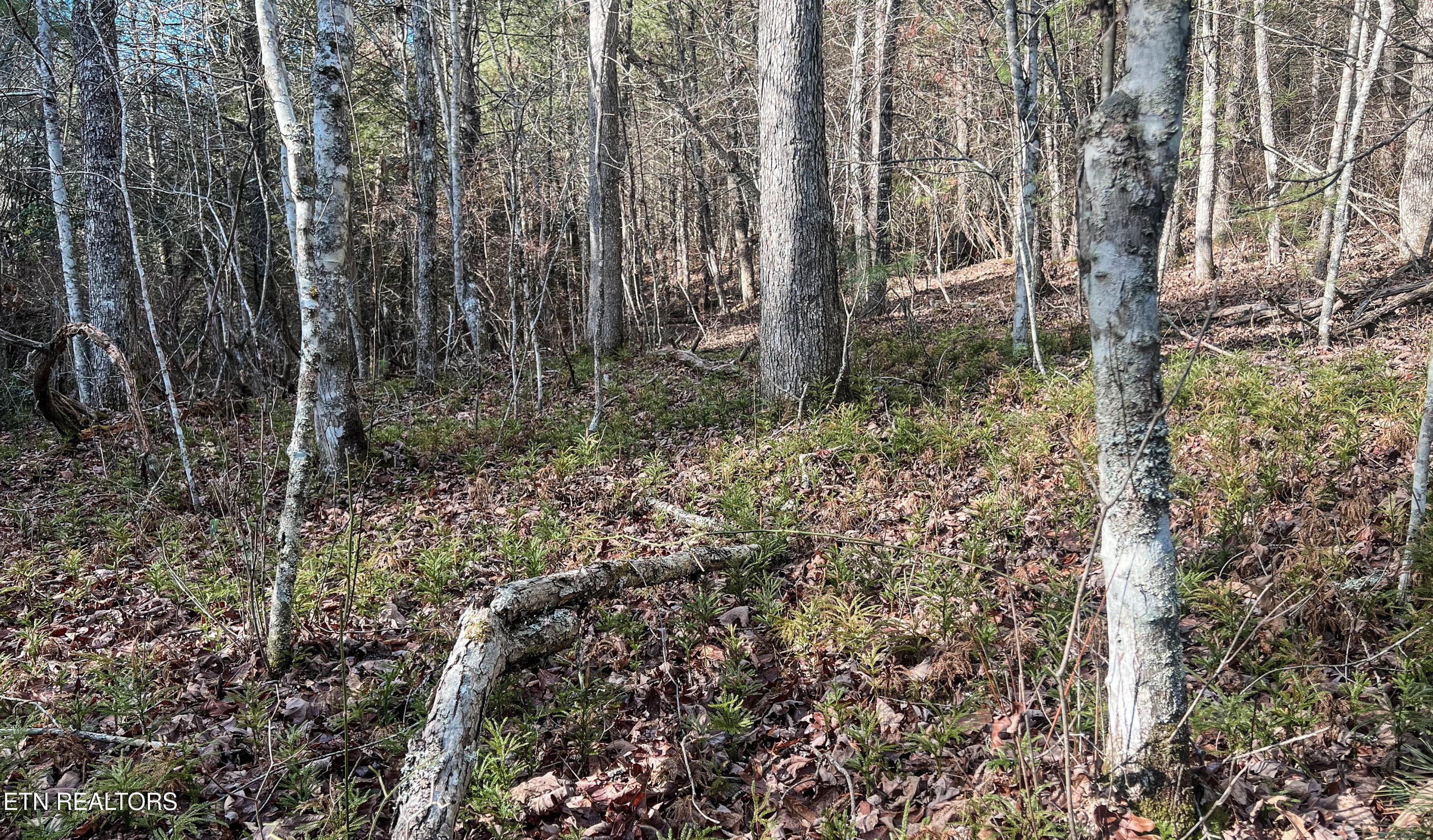 Nashville Avenue Deer Lodge TN 37726