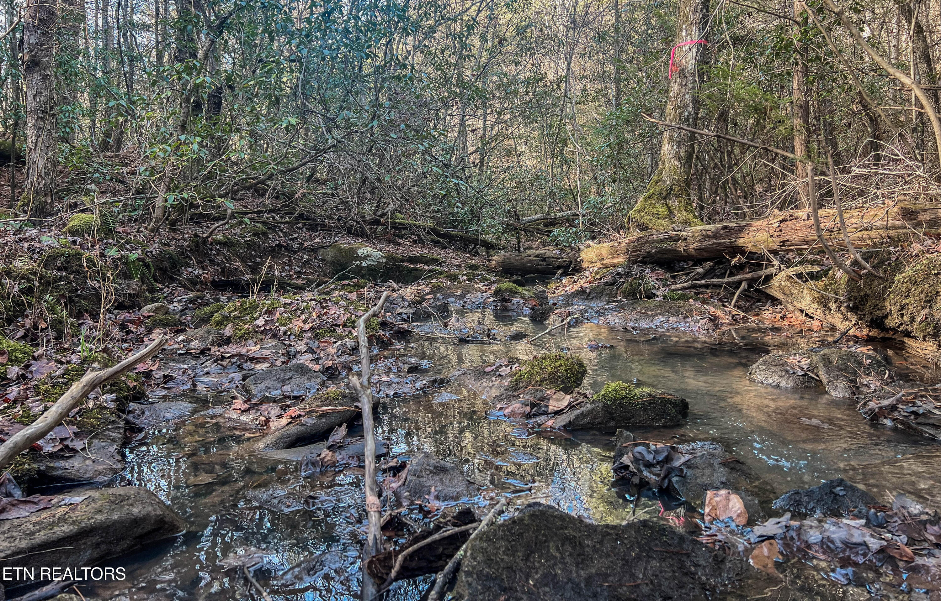 Nashville Avenue Deer Lodge TN 37726